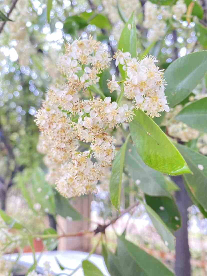 这树开花臭满街……