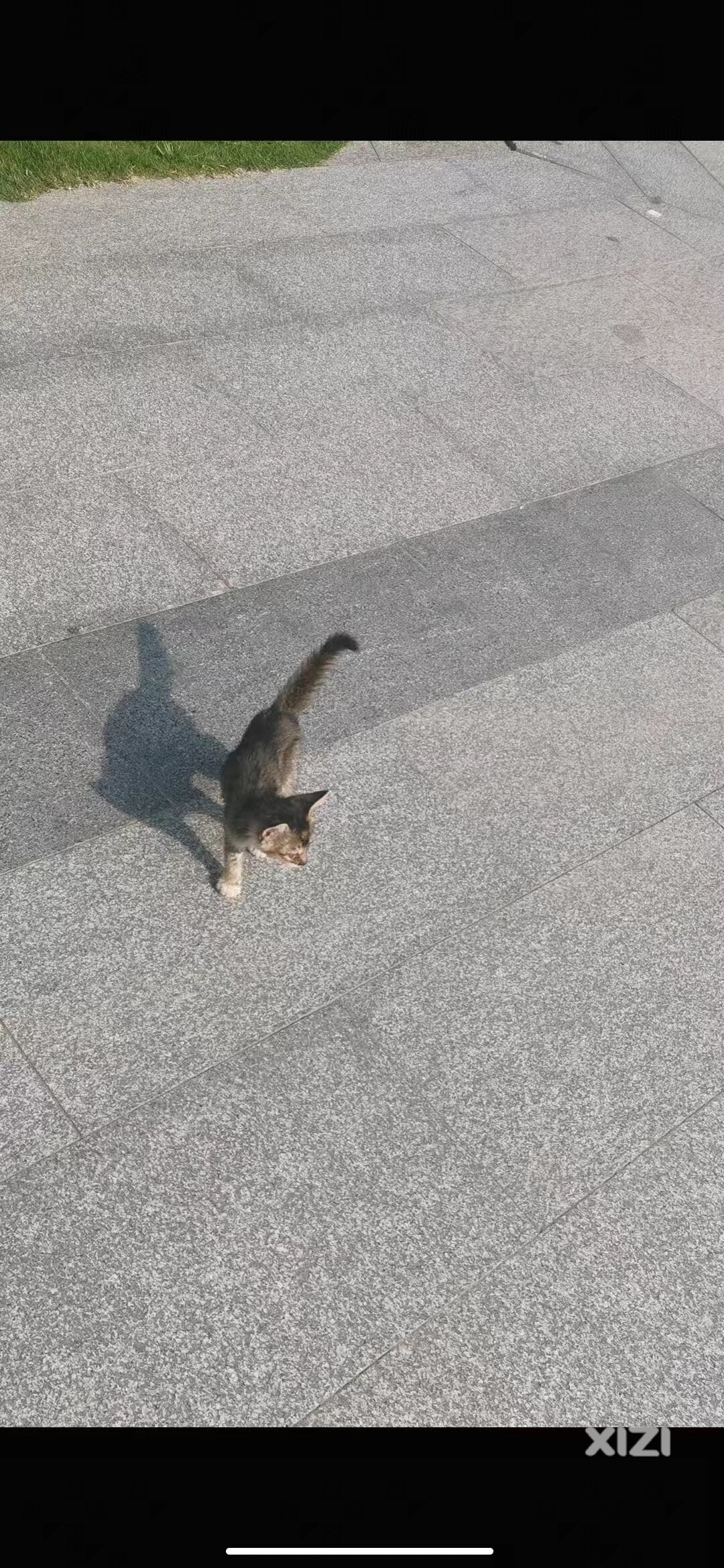 小猫咪无偿领养