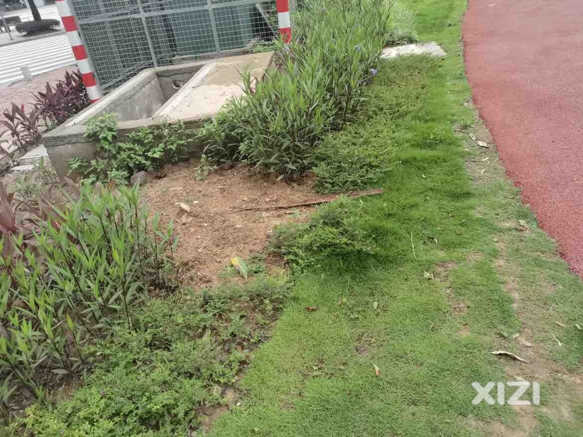 东升学校外围杂草从人，无人管理