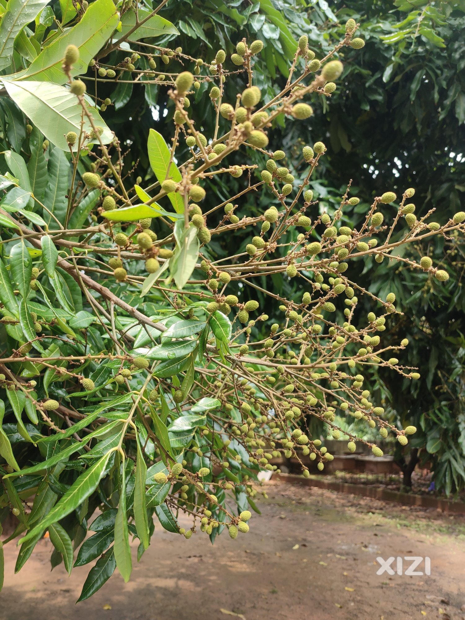 水果小丰收