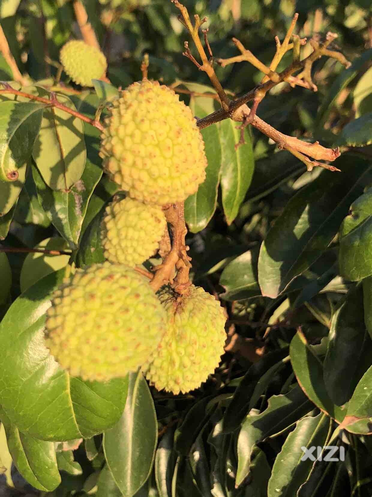 丰渚园的荷花开了吗？