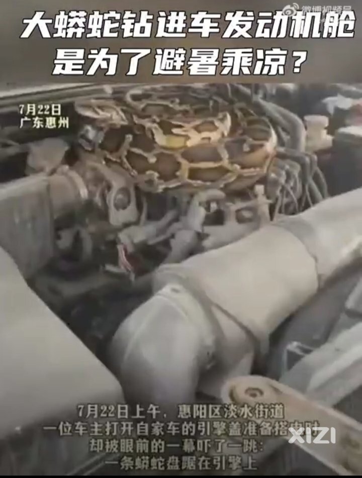 吓人！蟒蛇钻进车辆发动机舱，蓝衣救援出手擒拿