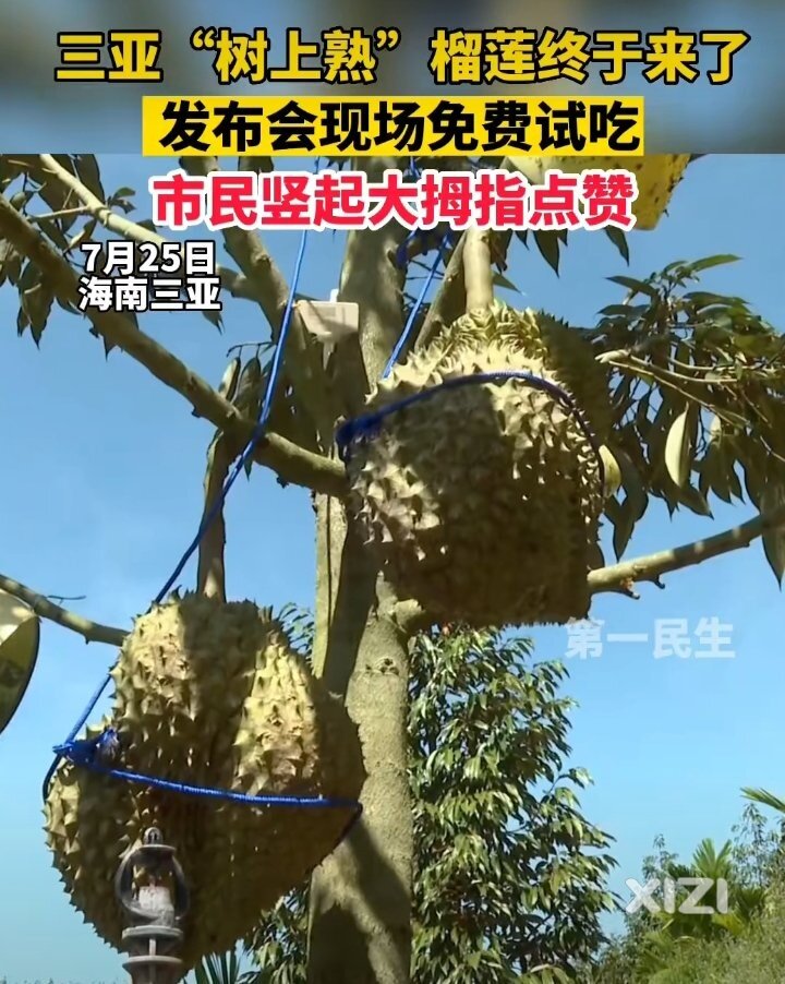 国产榴莲首次上市！能否实现！“榴莲自由”吗？