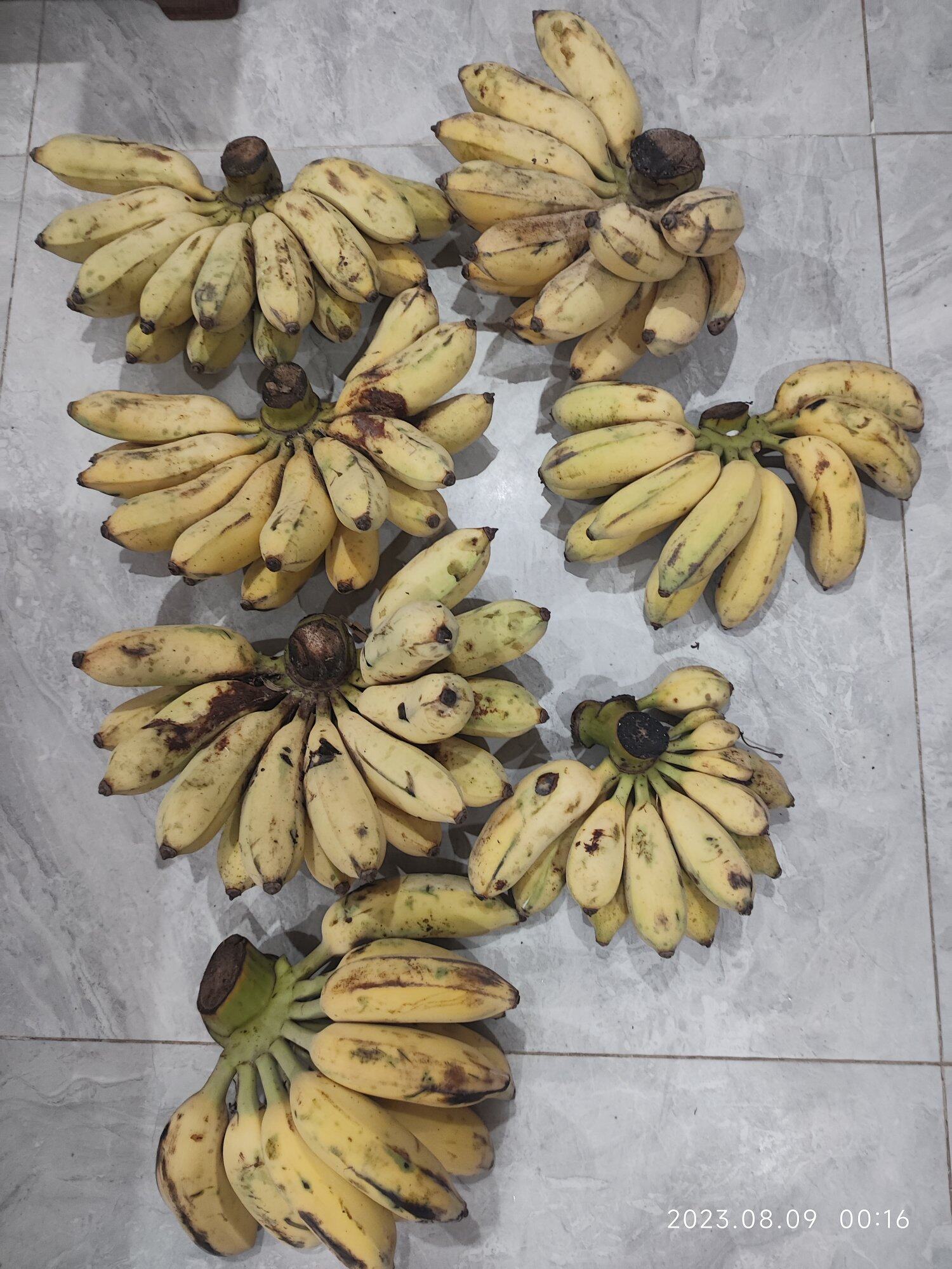 自家种的无害香蕉，内销，一早上卖了一百多斤，够洗脚钱了