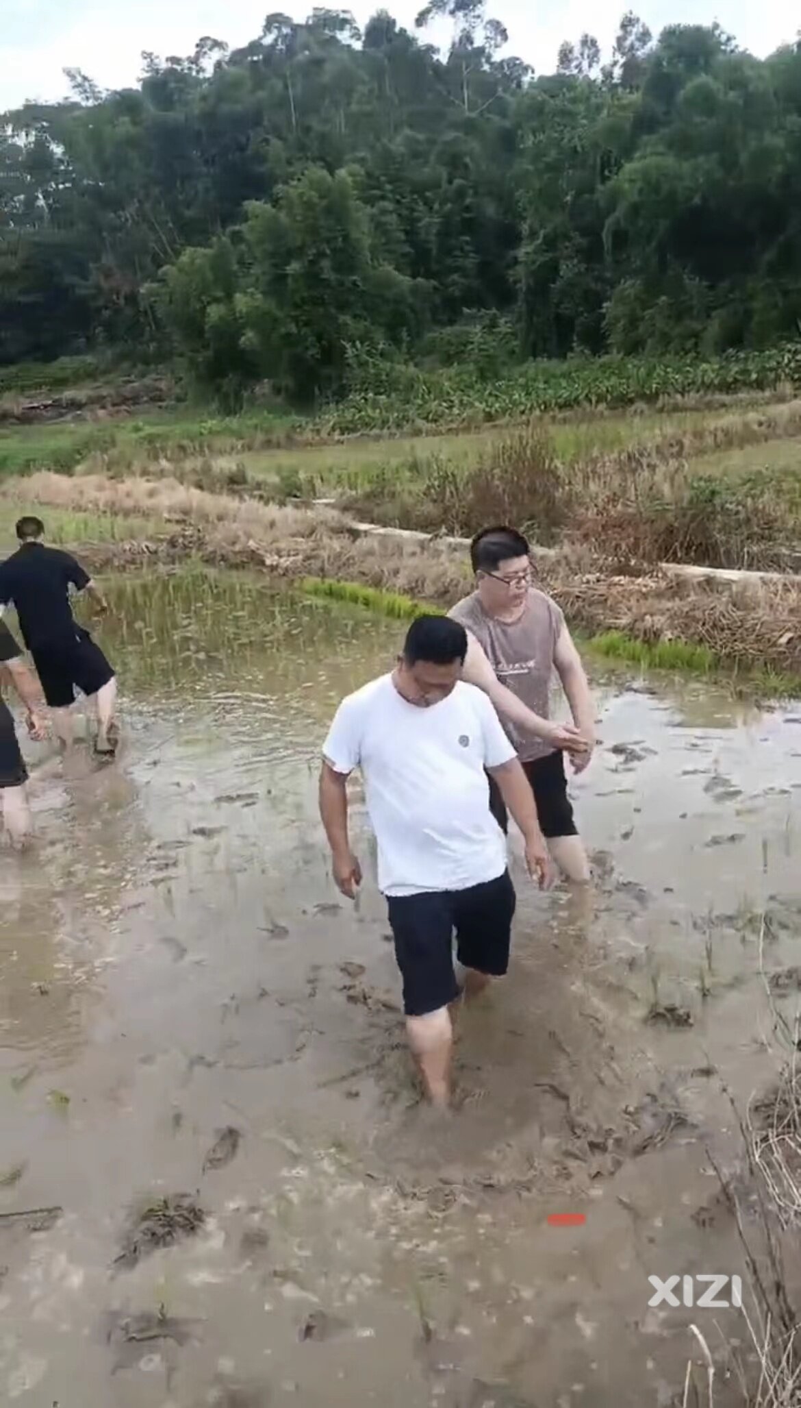 惠城区横沥镇霞望村罗某带人破坏耕户秧苗