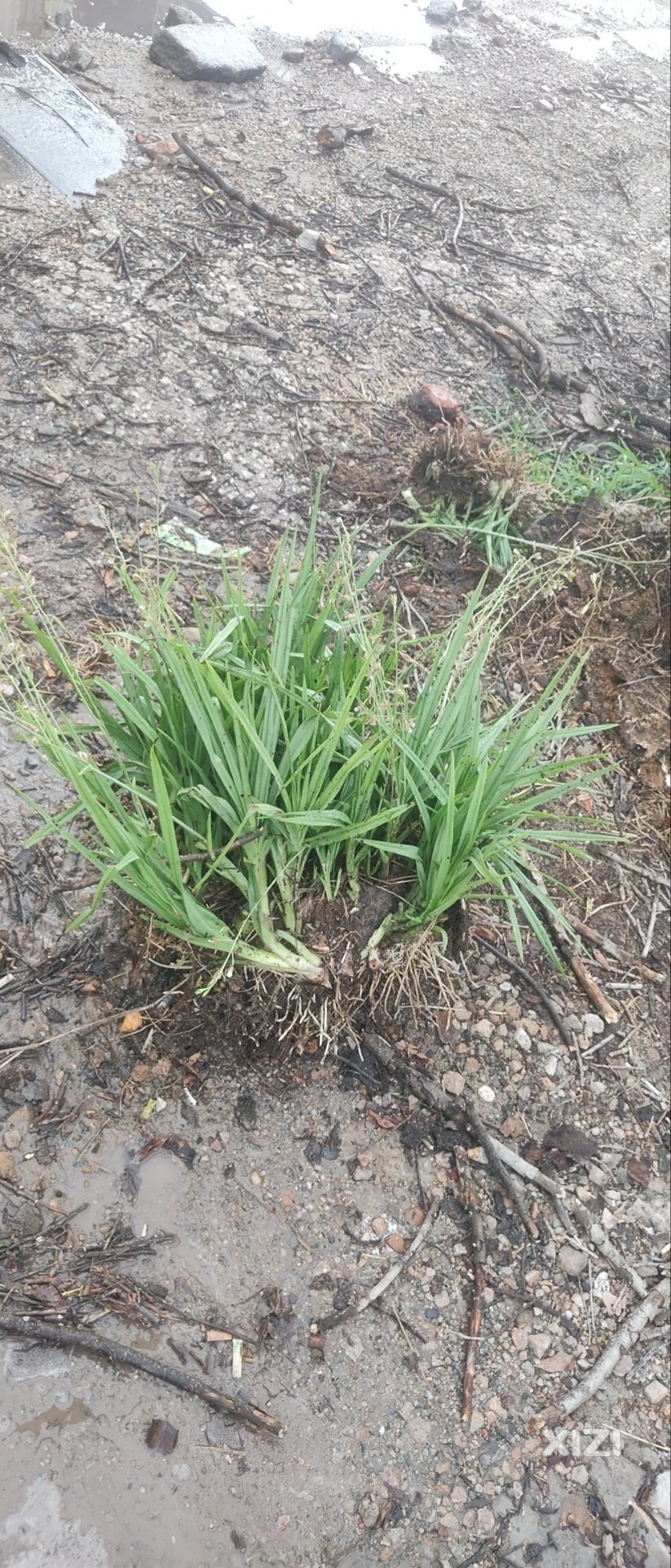 兰花还是萱草？i