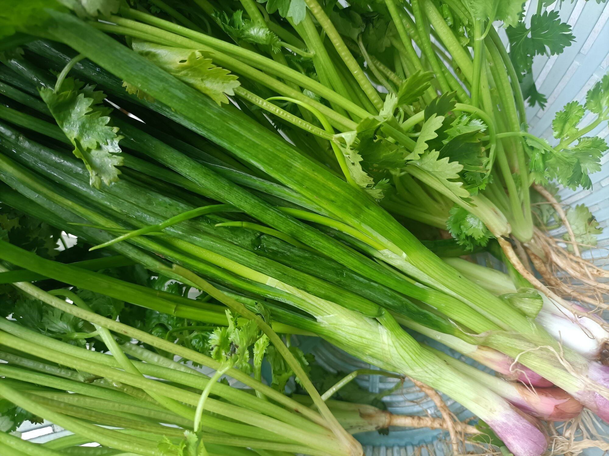 风吹水菜