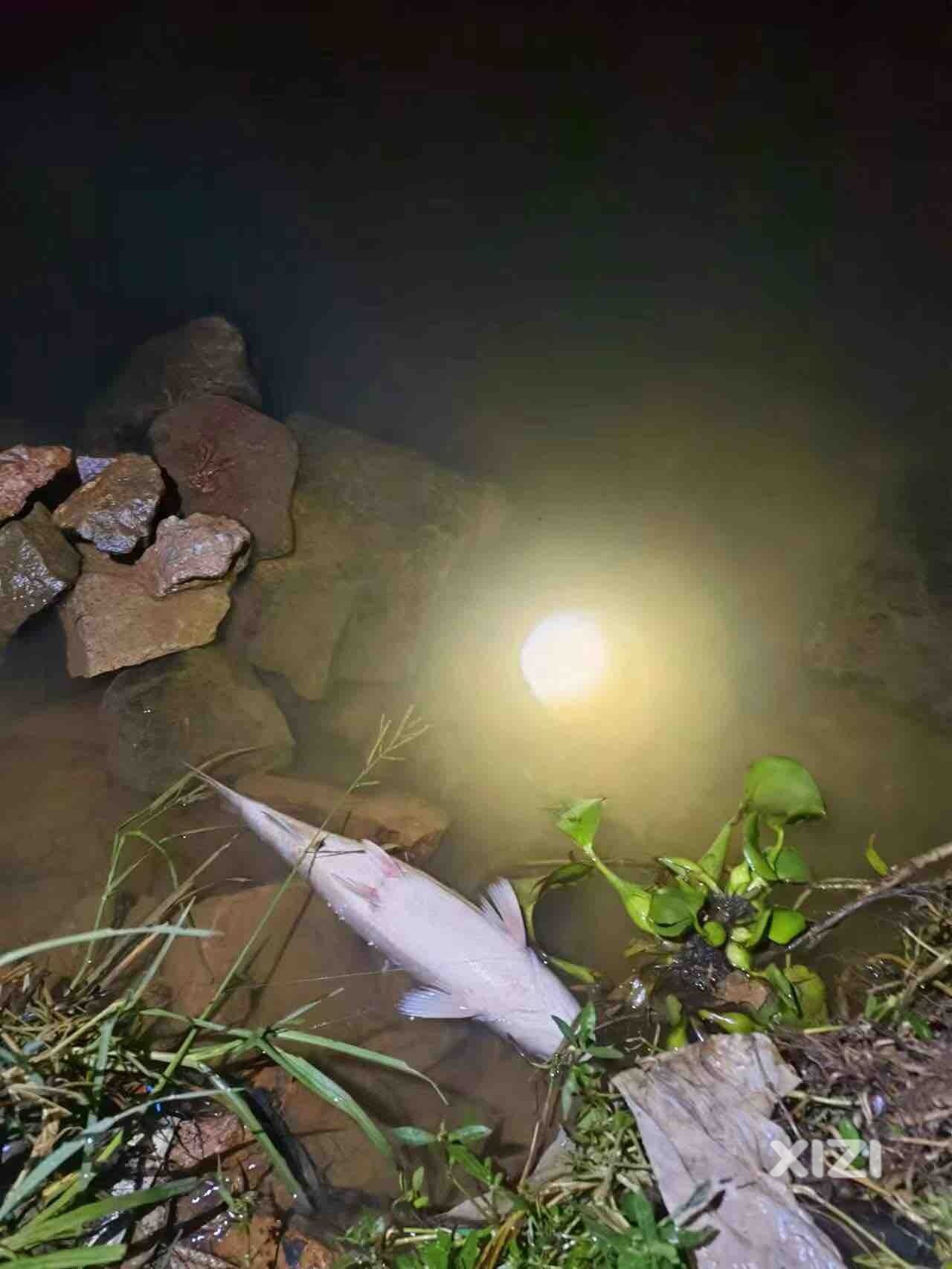 东江丽景码头隔壁江边小公园出现很多死鱼