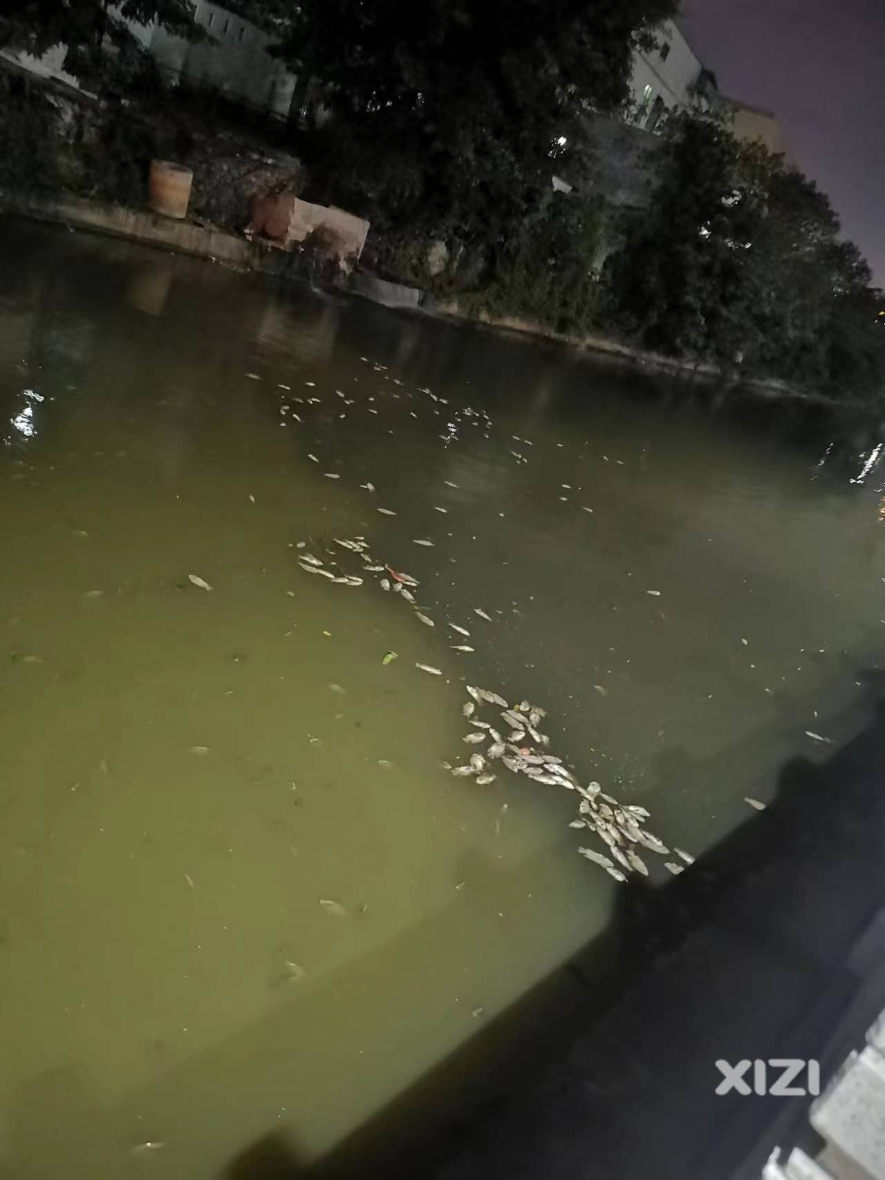 水口街道一沟渠水质乌