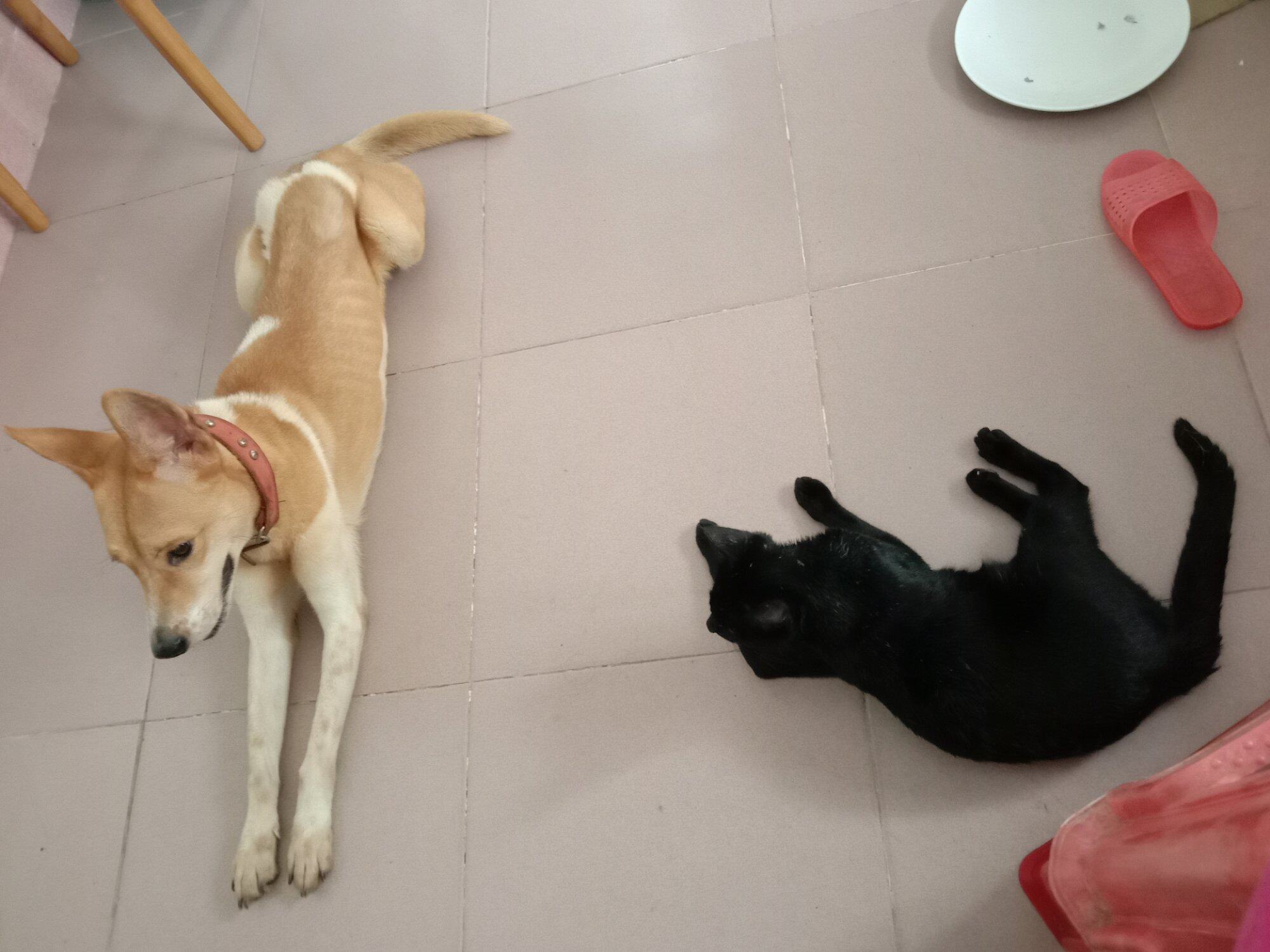 猫和狗都不喂了，打理
