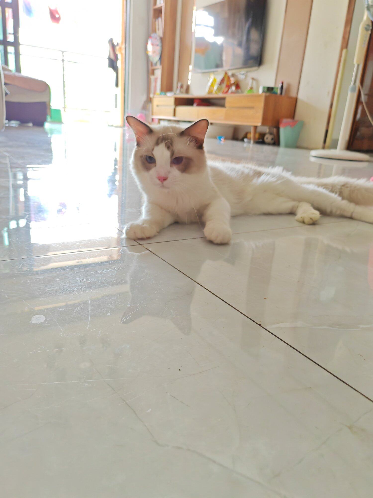 布偶猫，450便宜领养，工作忙没空照顾了。