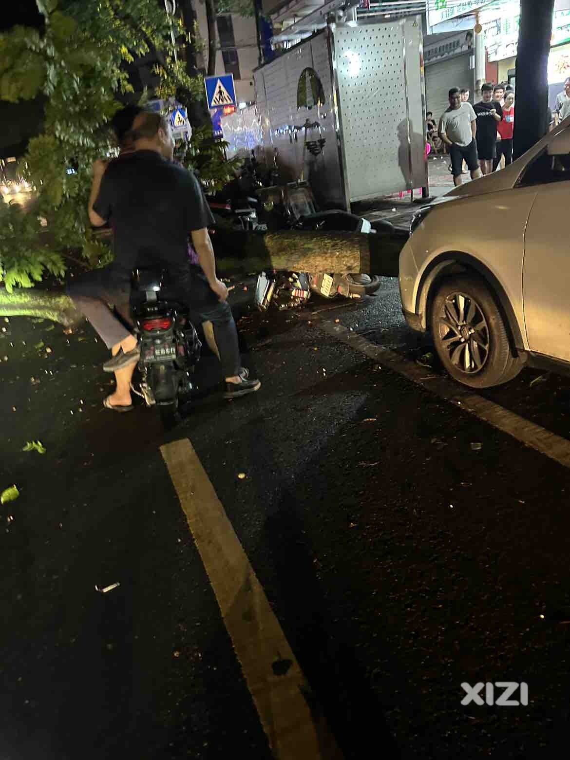 突发树倒了