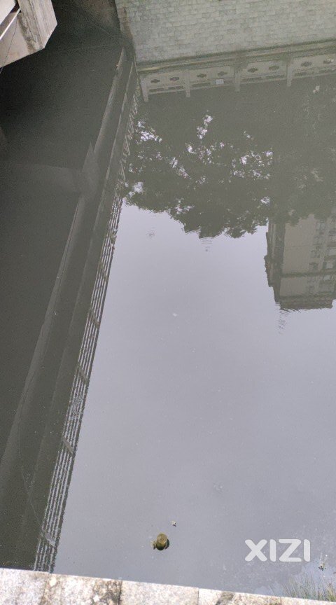 东江沥，水质又回到几年前了？