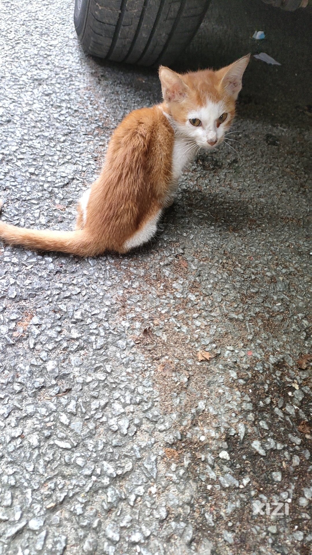 好心人帮忙救助小猫