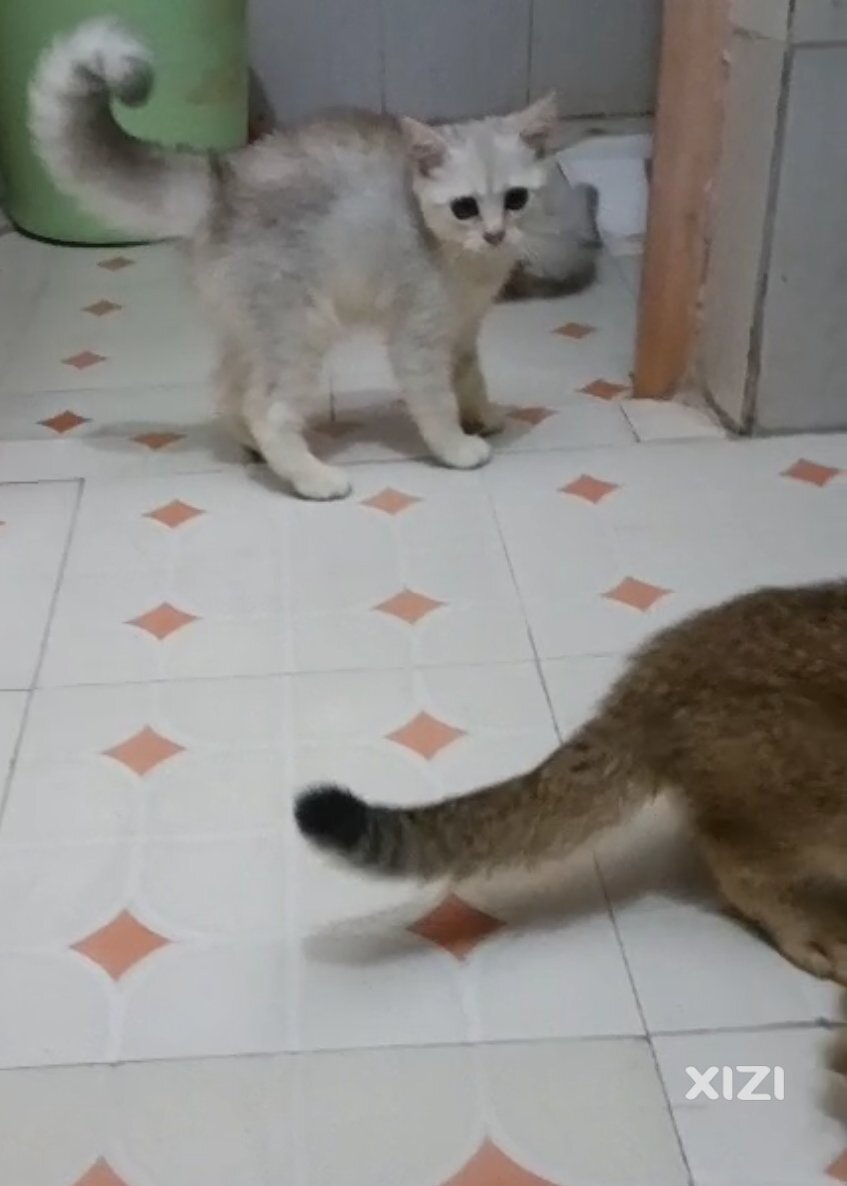 猫咪急找领养新家