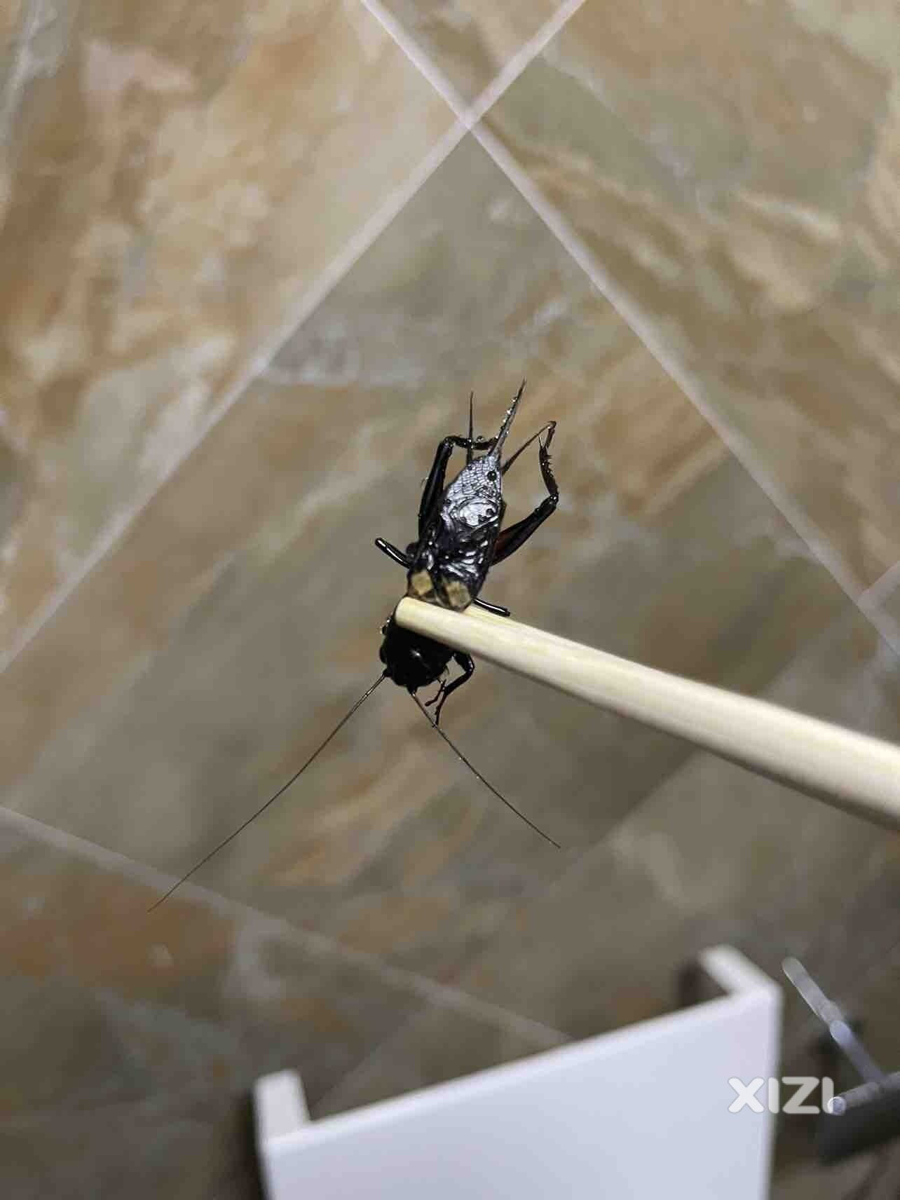 睡着了飞进来一只不明物体，以为是蟑螂，吓尿了
