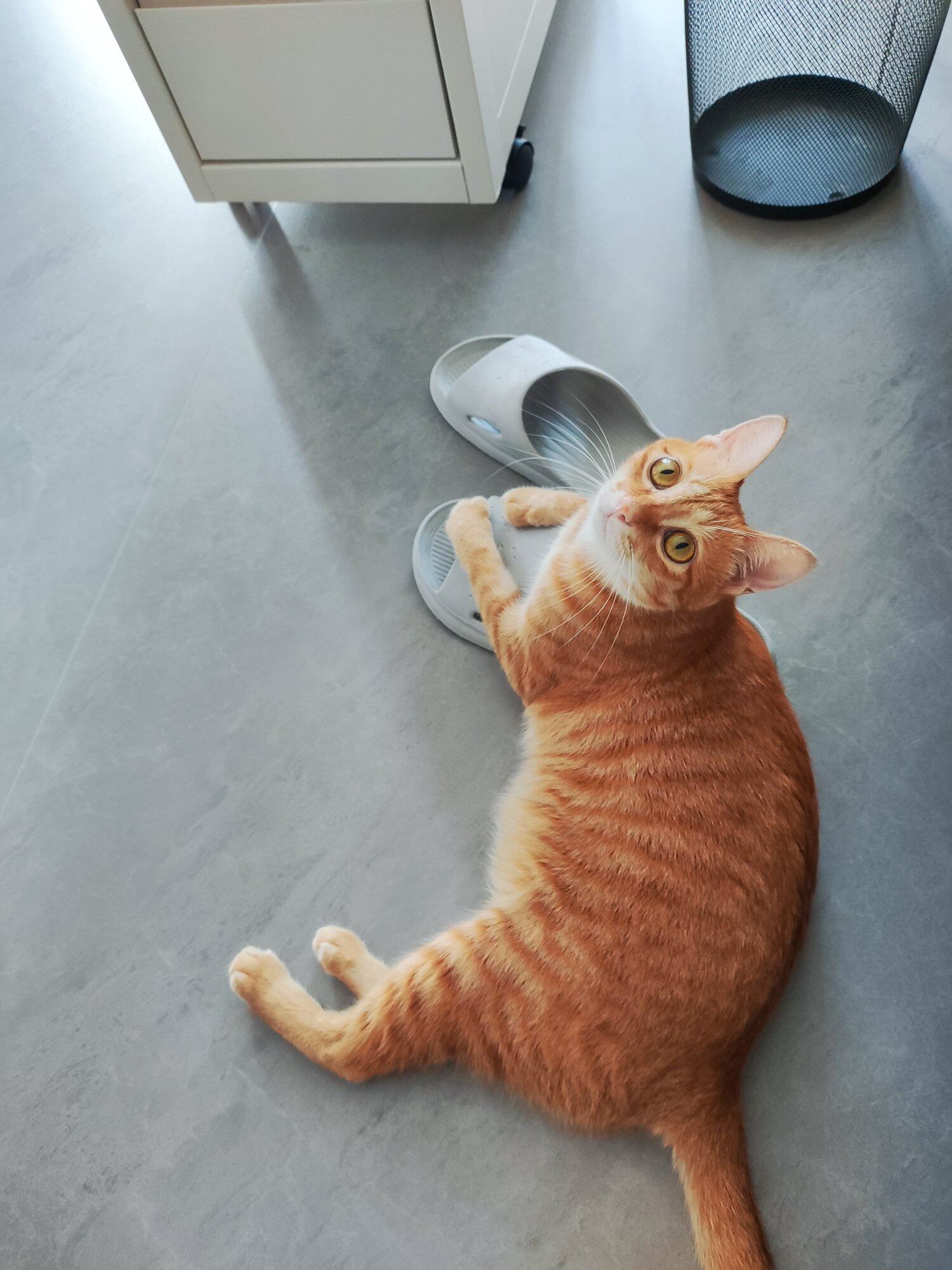 橘猫找新家，无偿送养