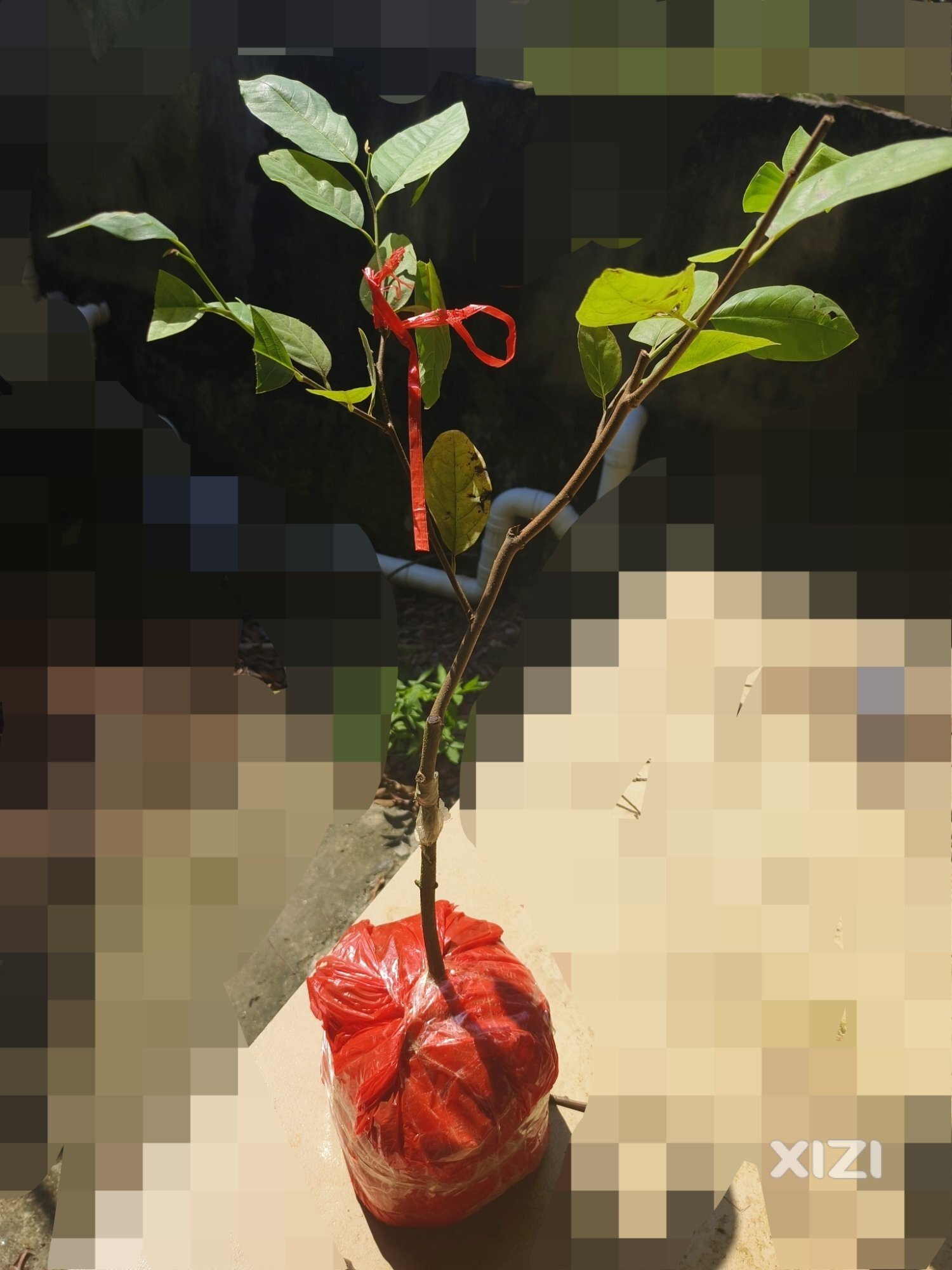 期待明年吃果