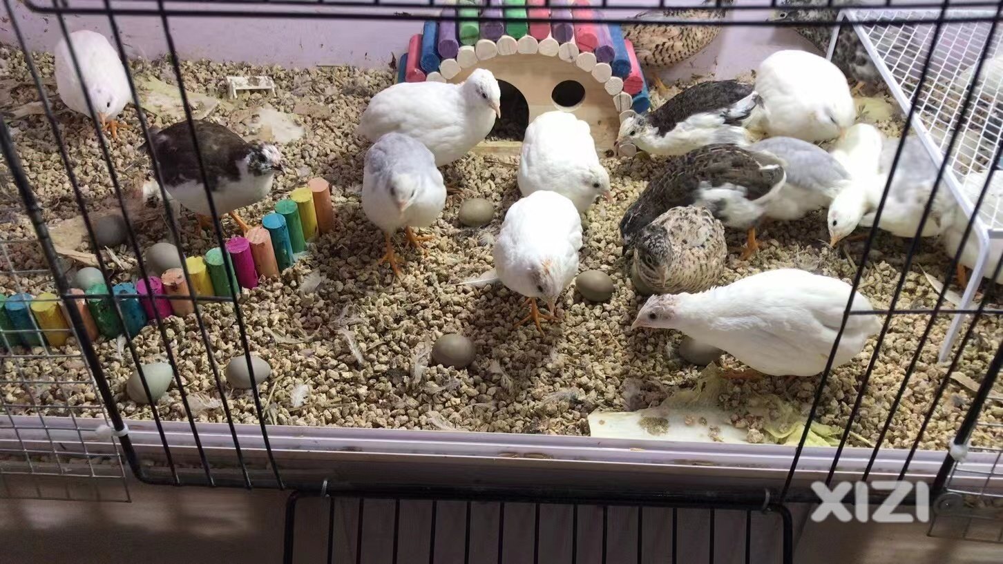 阳台小宠 迷你鸡