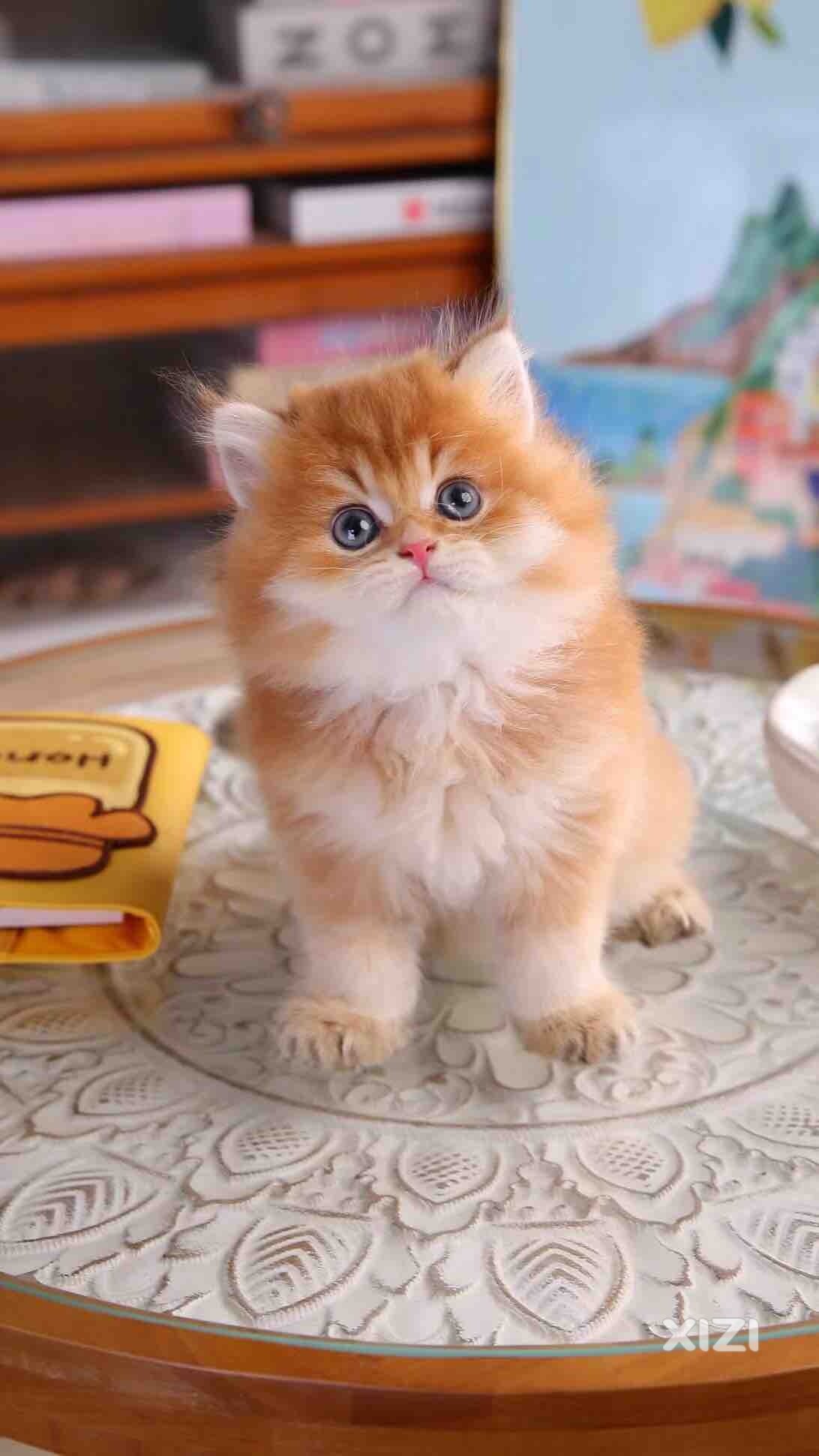 红包领养。猫太多了