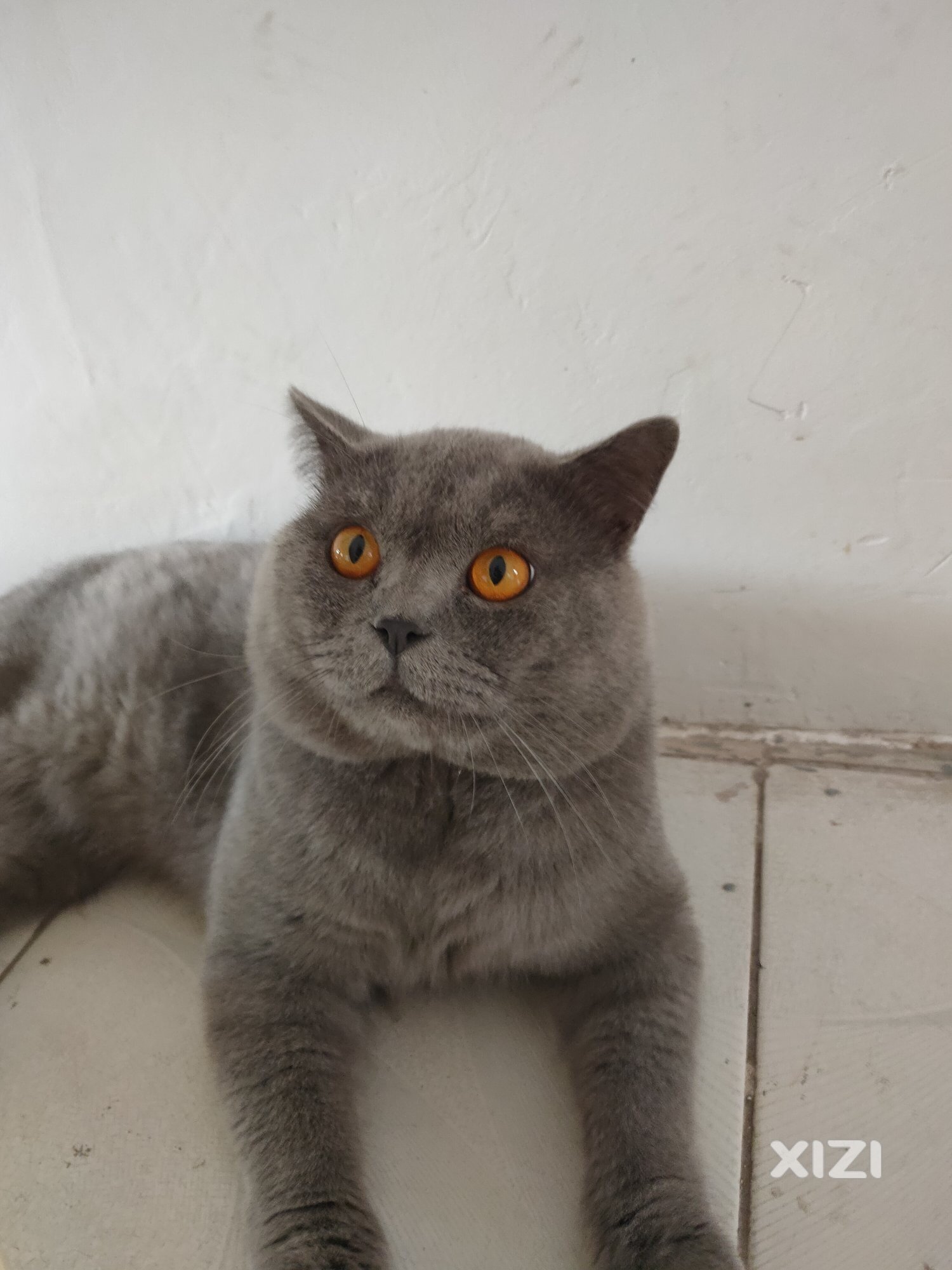 给我家猫咪相亲