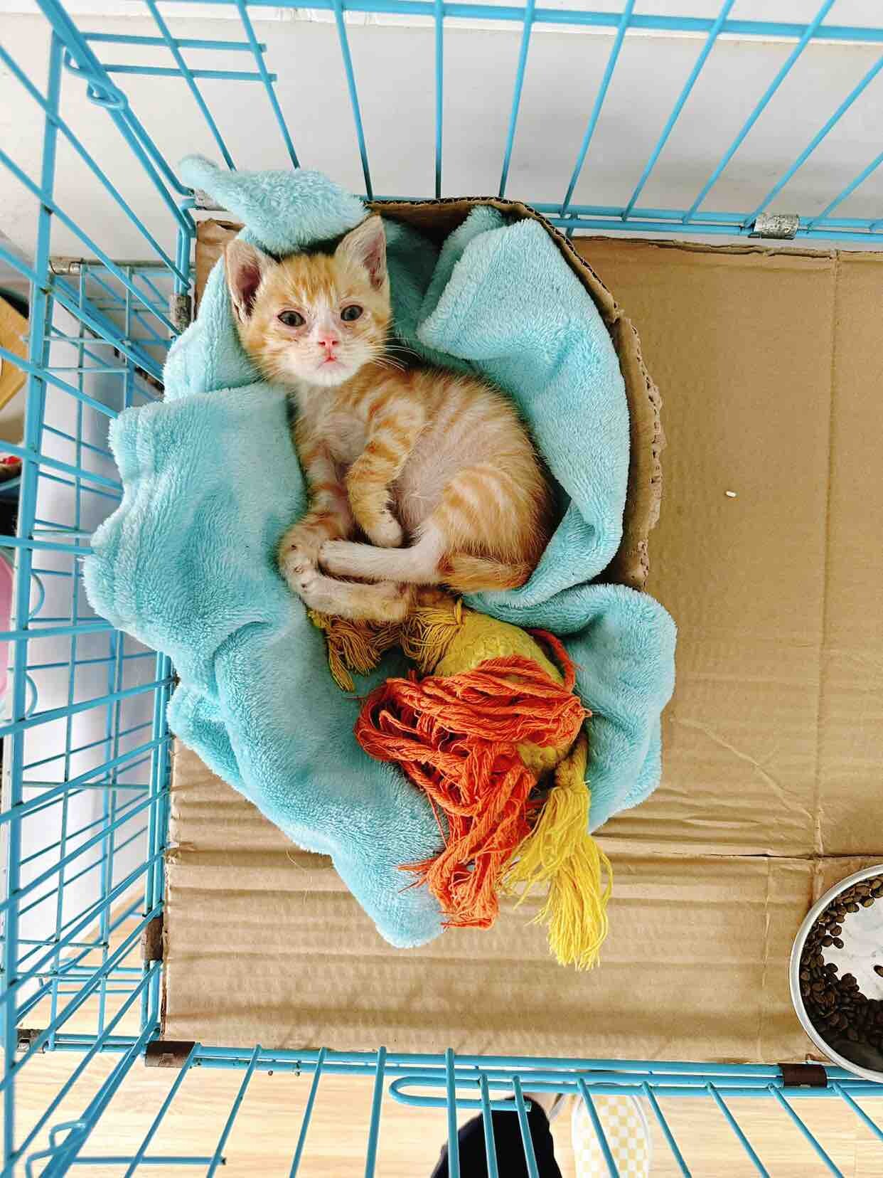 小奶猫找领养