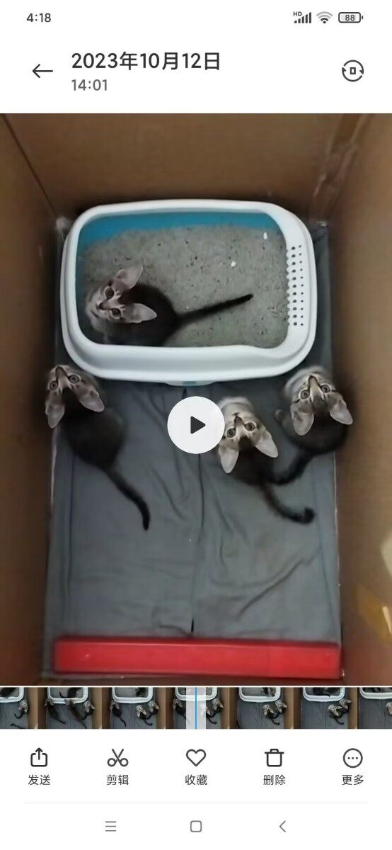 谁想领养家养的健康干净的小猫咪，在惠城区下角糖厂这边