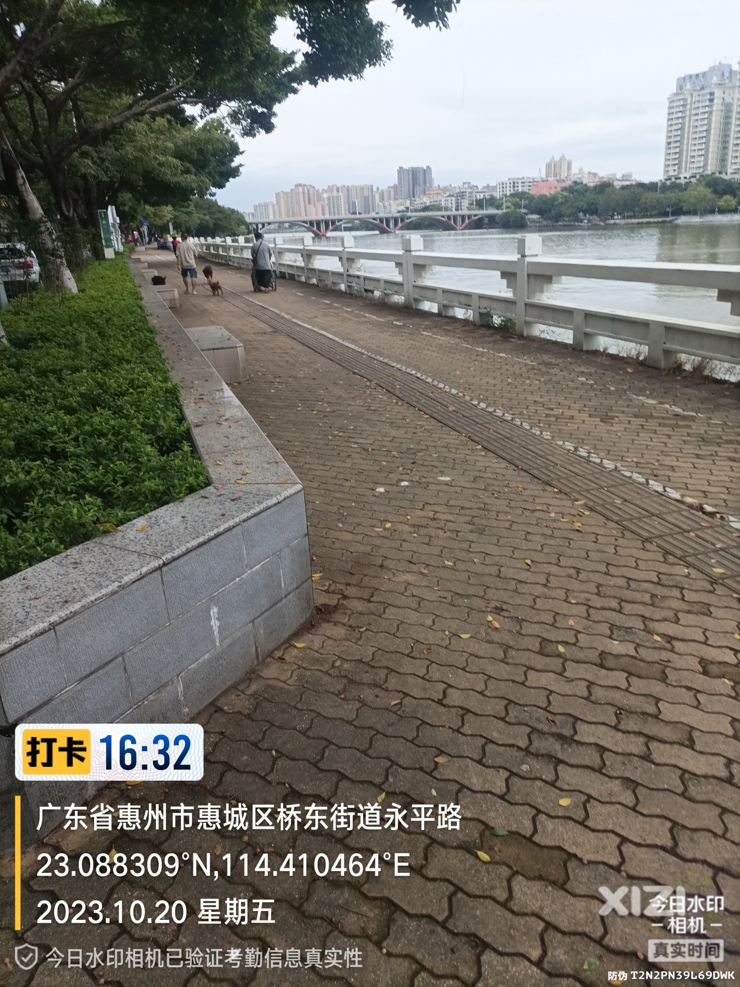 三条大狗不用狗绳，狂！