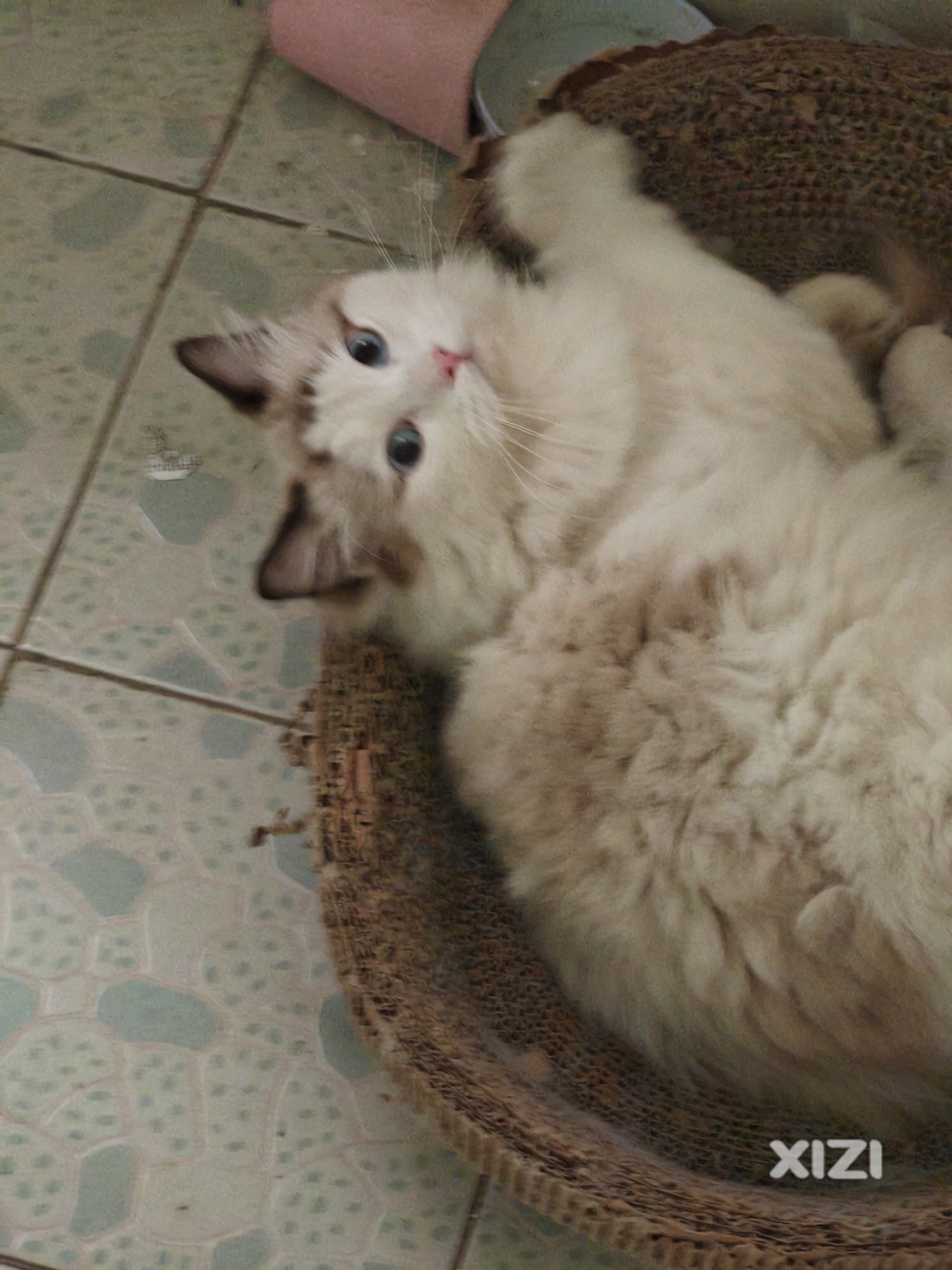 无偿领养布偶猫