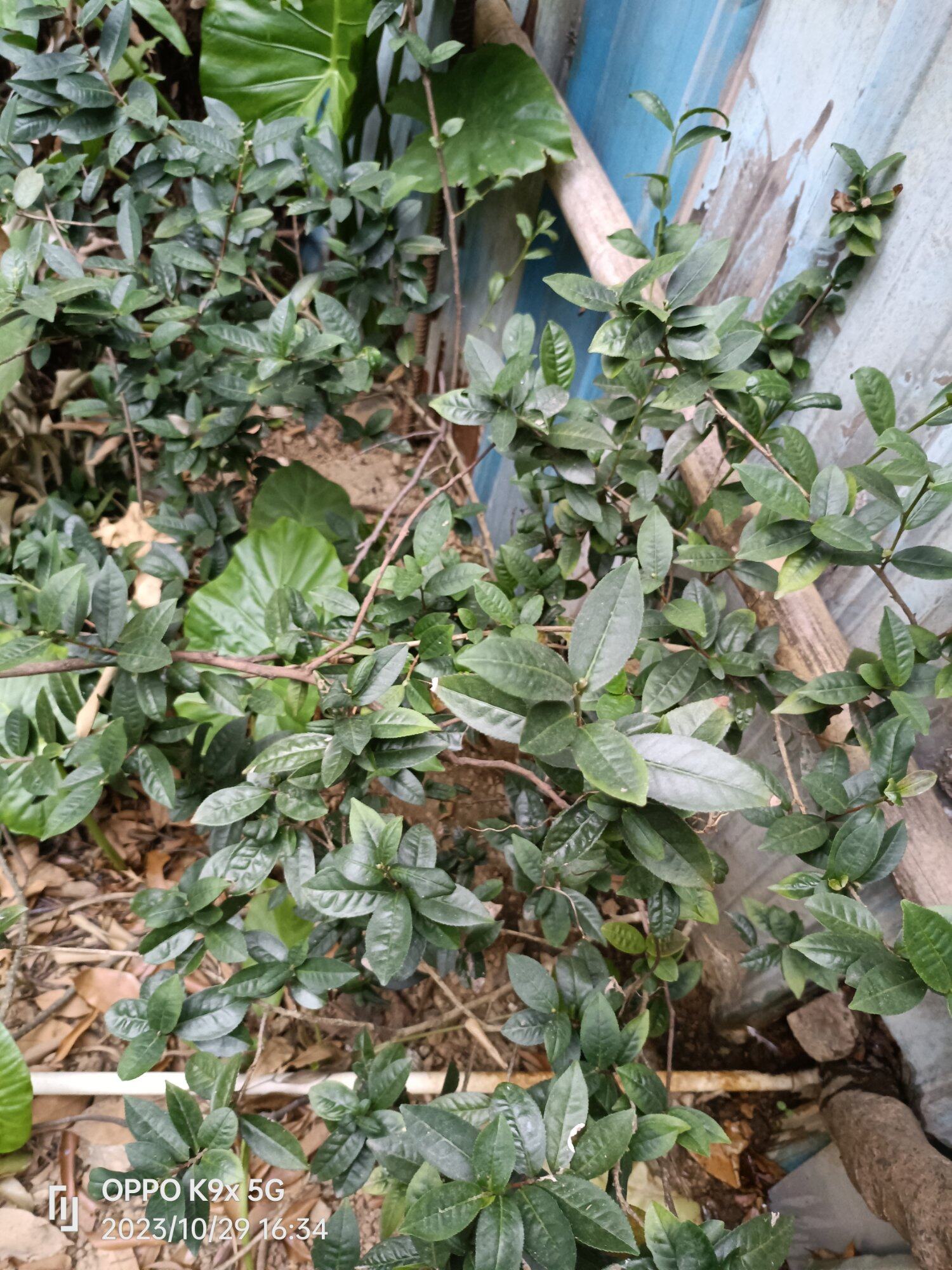 千年古茶树[自拍][自拍][自拍]百年