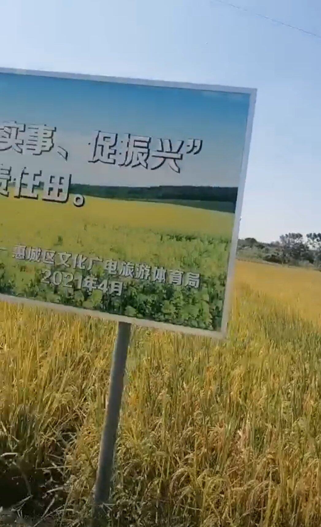 这几天晒稻谷挺好的，