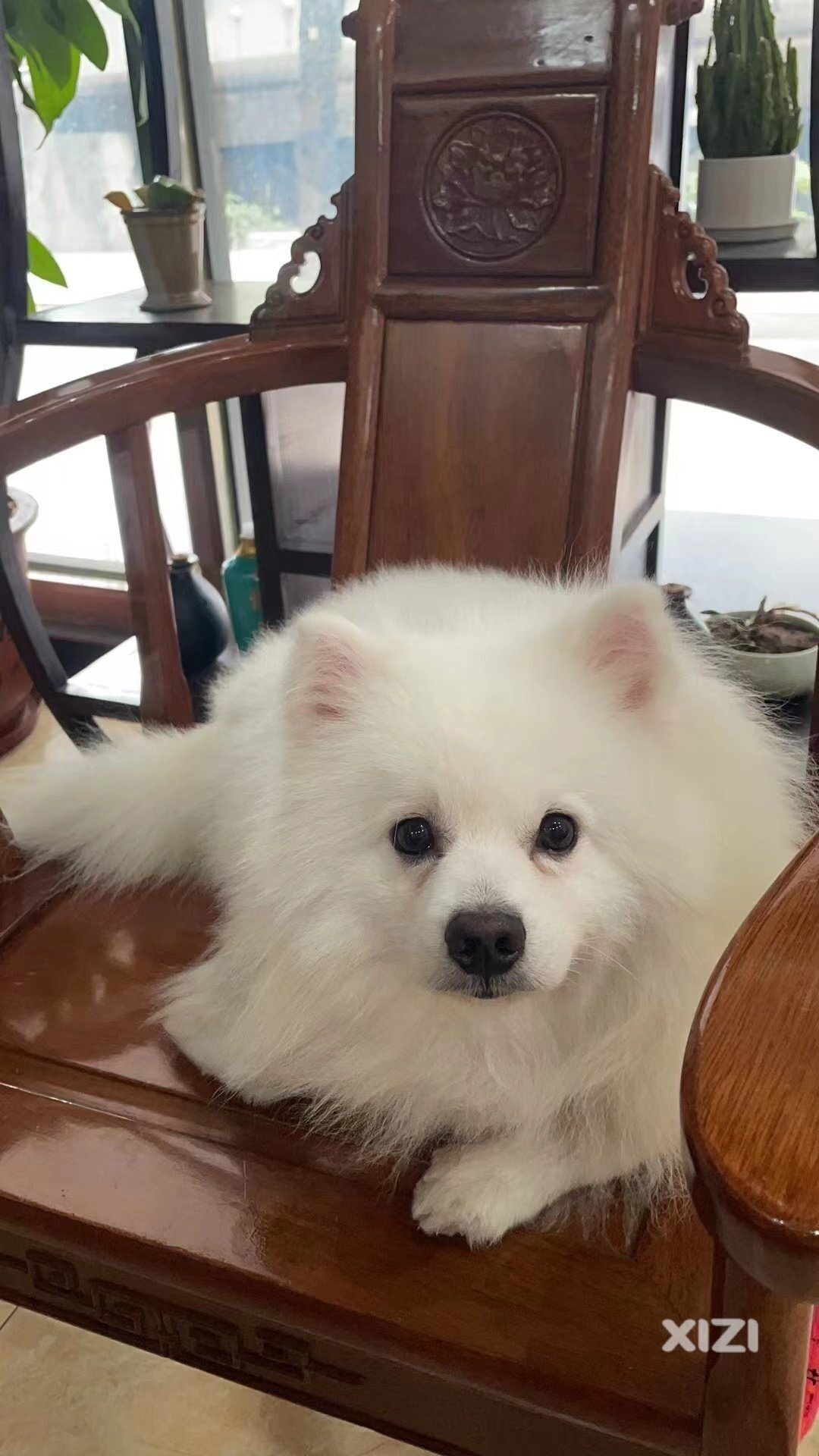 寻狗狗主人(白色的好像萨摩耶)