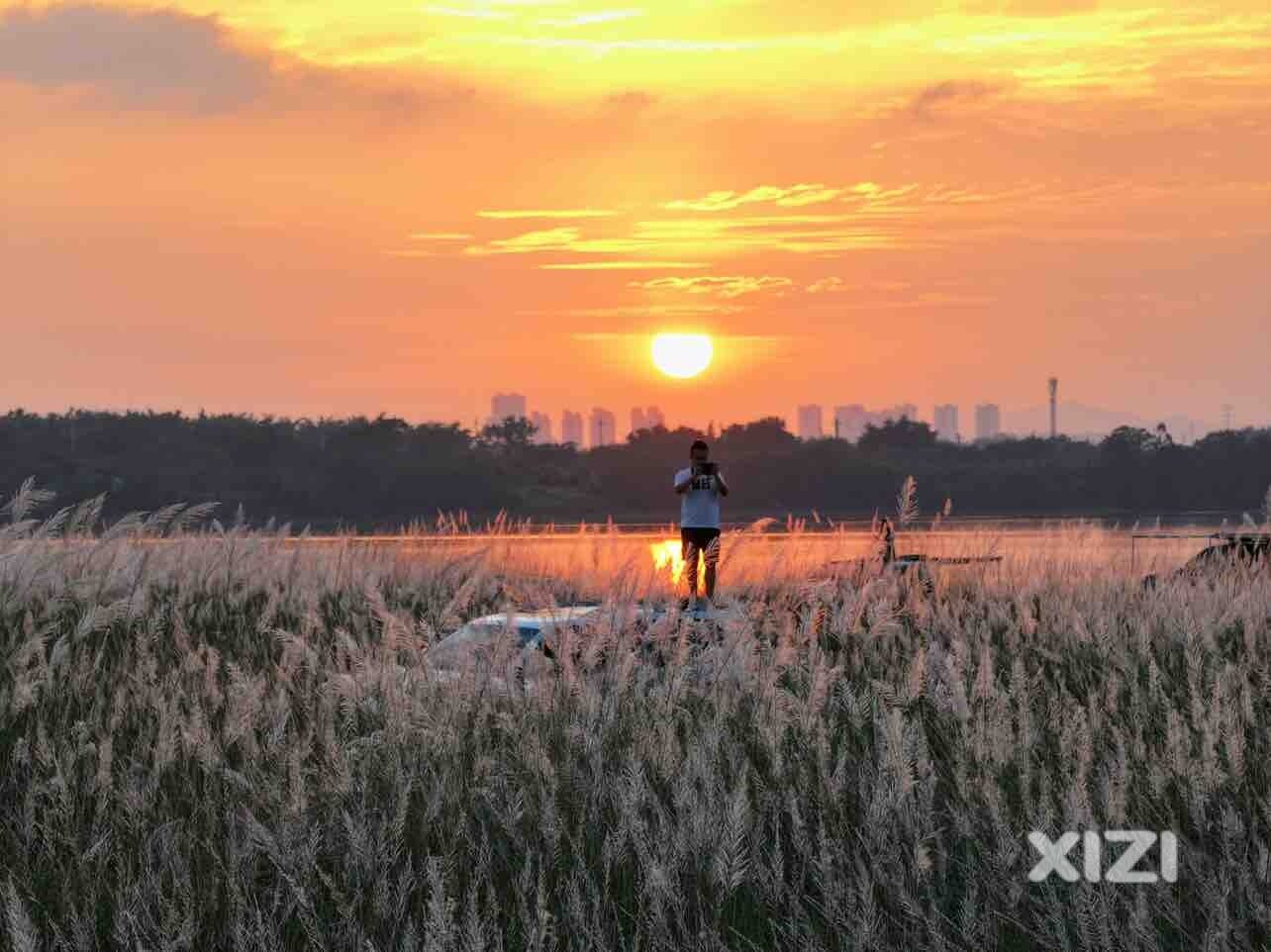 惠州人的这个周末估计都会去这里看芦苇荡