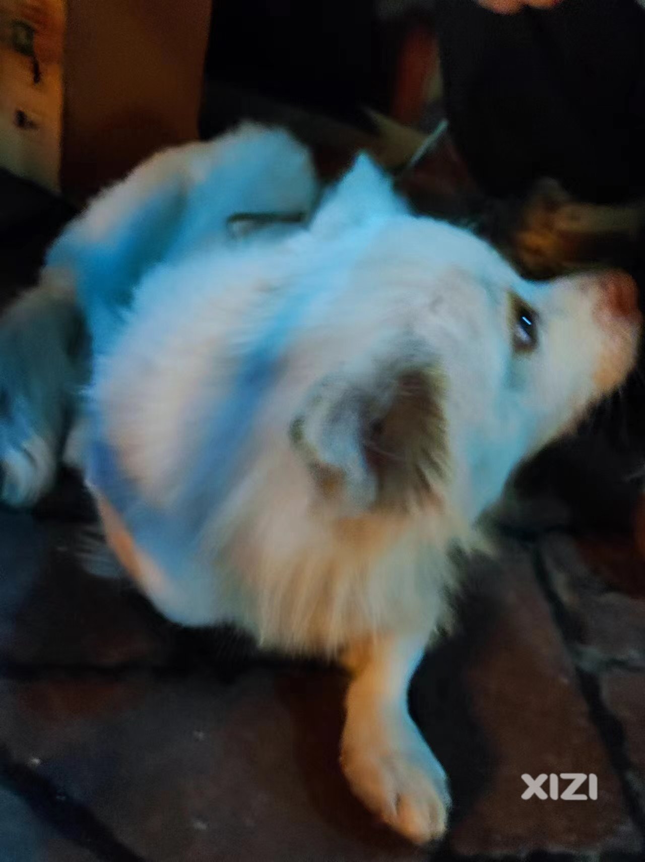 狗狗找主人