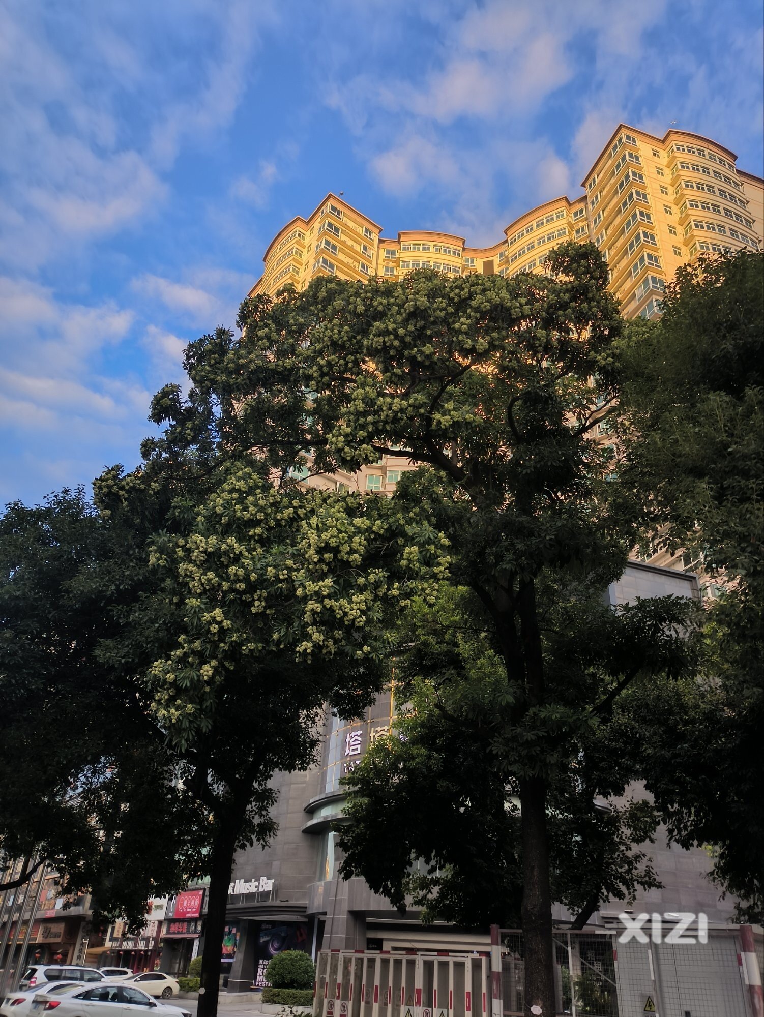这树开花了，满城臭[呕]