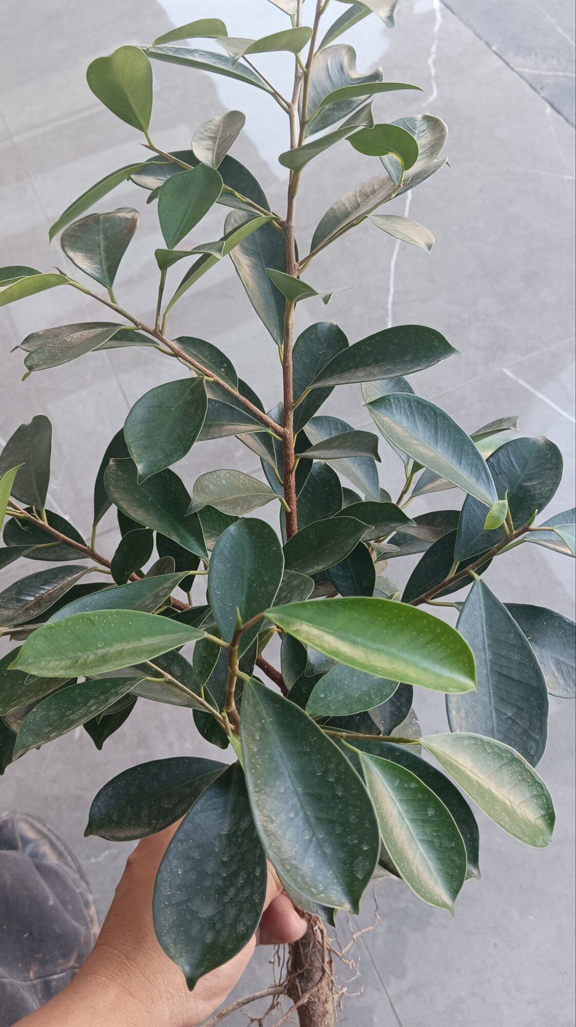 这课是不是茶子啊？