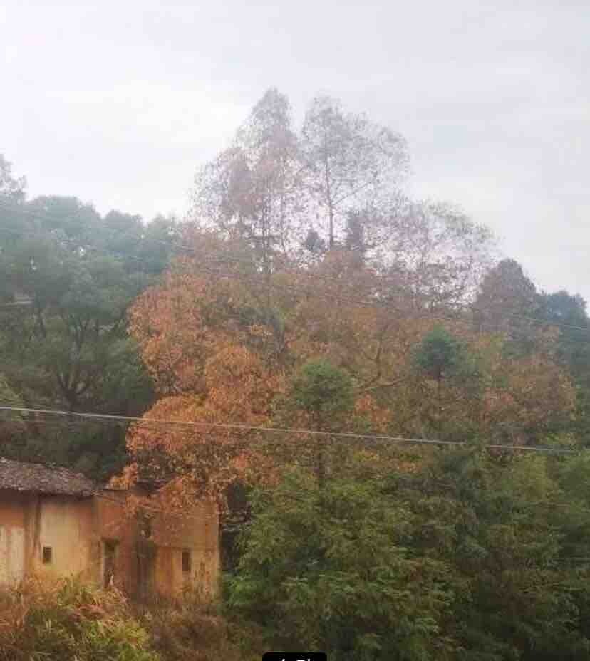 发现祖屋旁的樟树不正常干枯