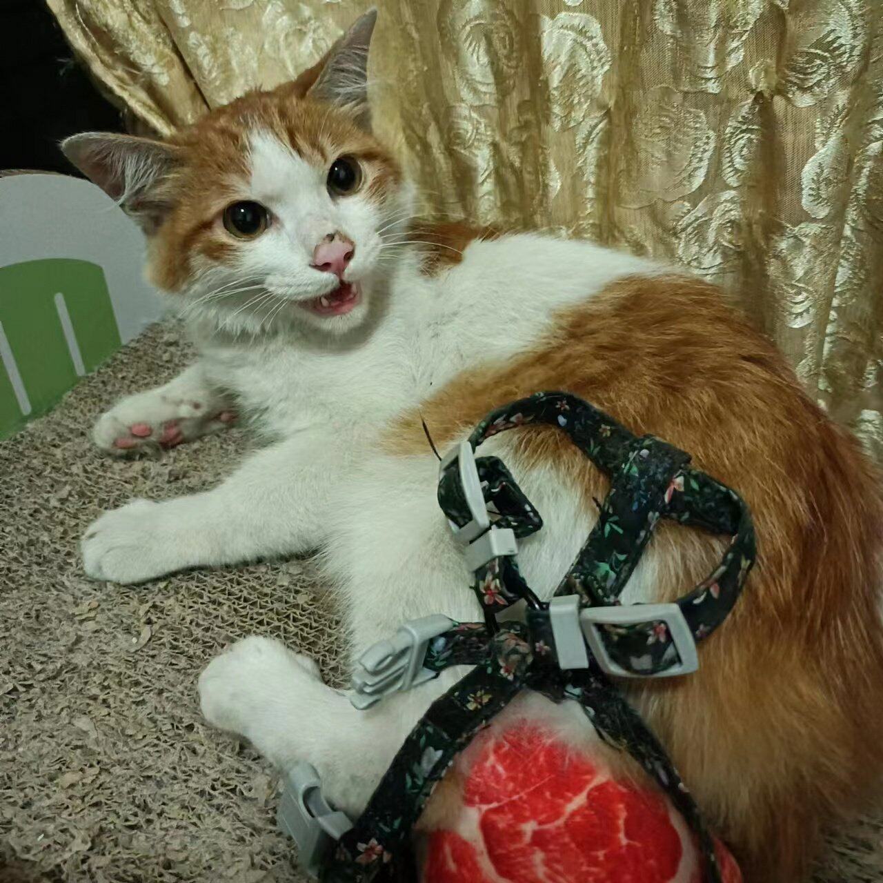 寻猫咪主人