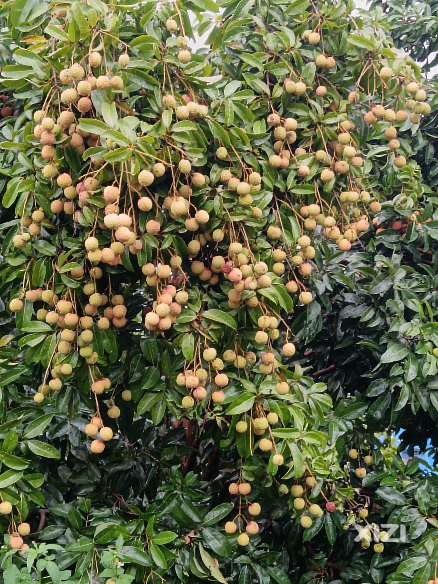 荔枝大熟