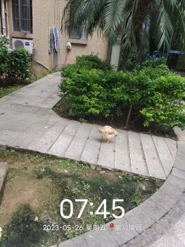 仲恺绝美生态园湿地小区---就在仲恺大道303号 FC