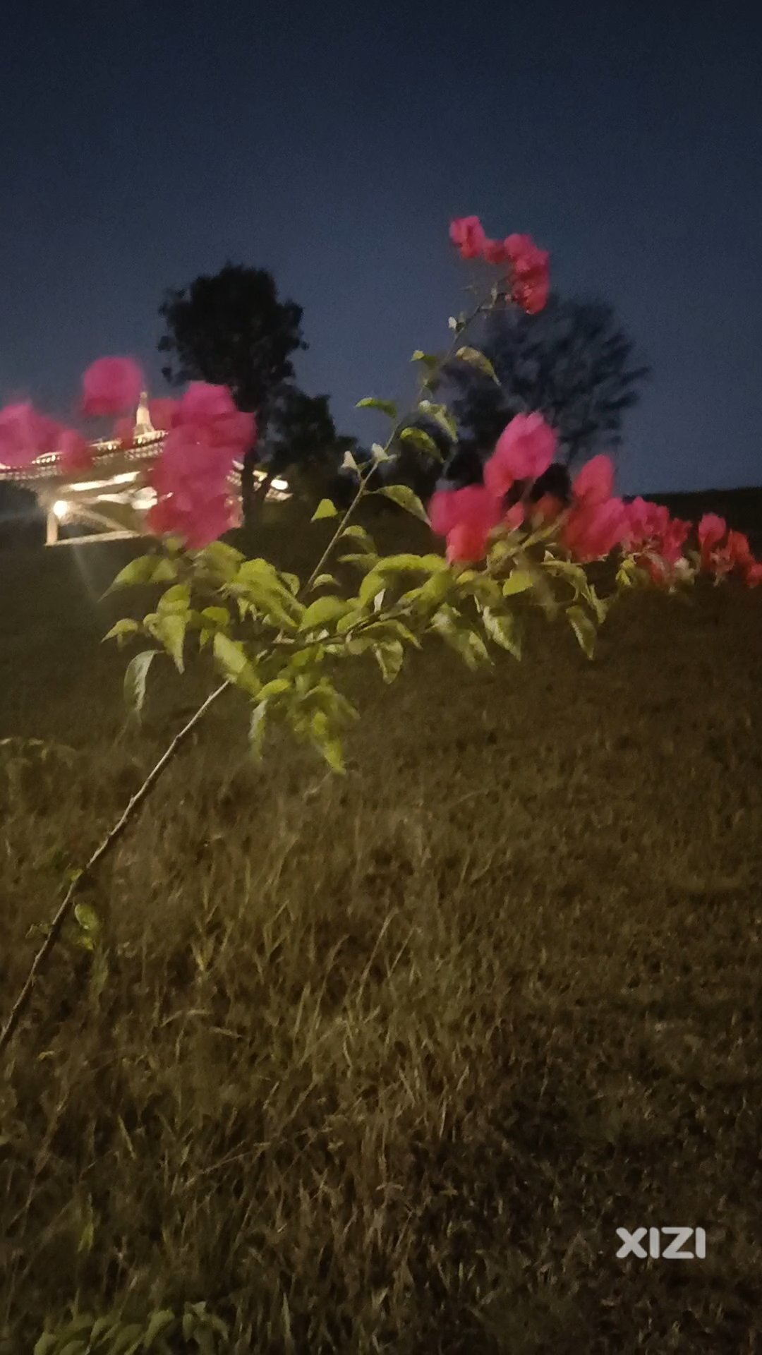 晚风中舞动的花儿