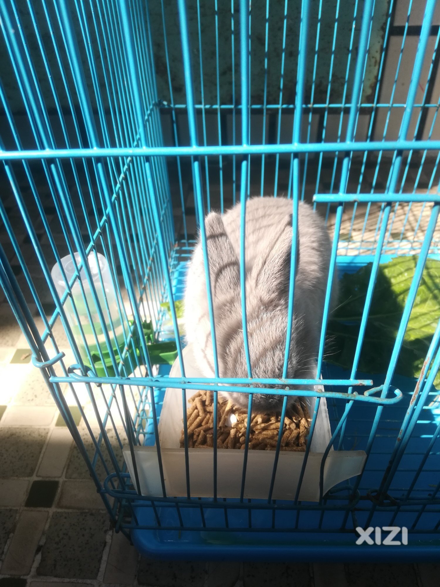 兔子举起手来
