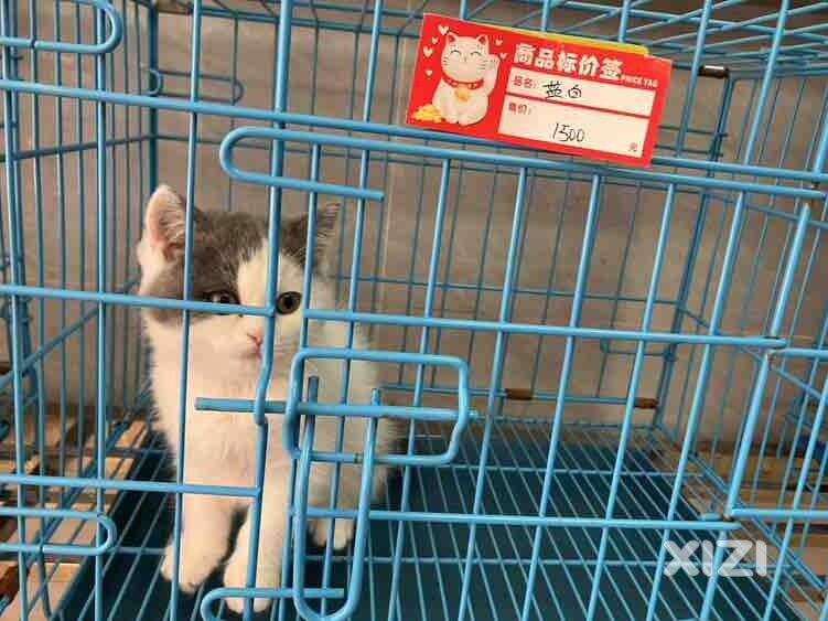 宠物超市的小猫