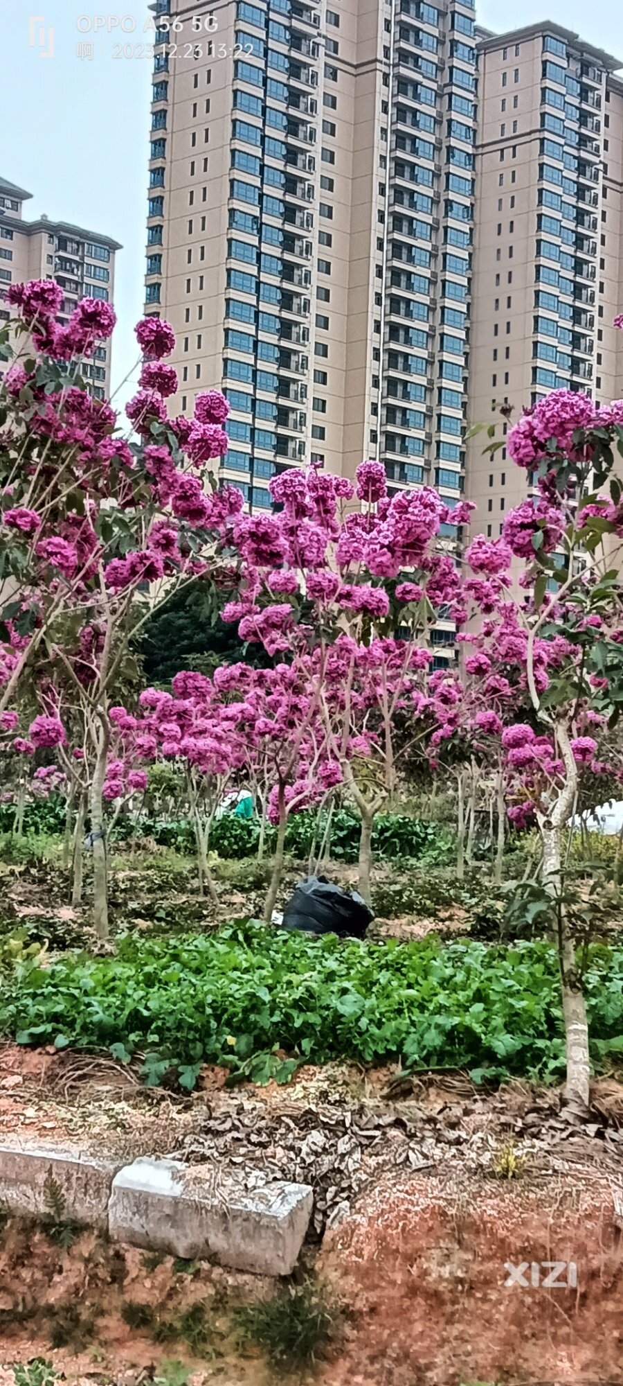 很好看