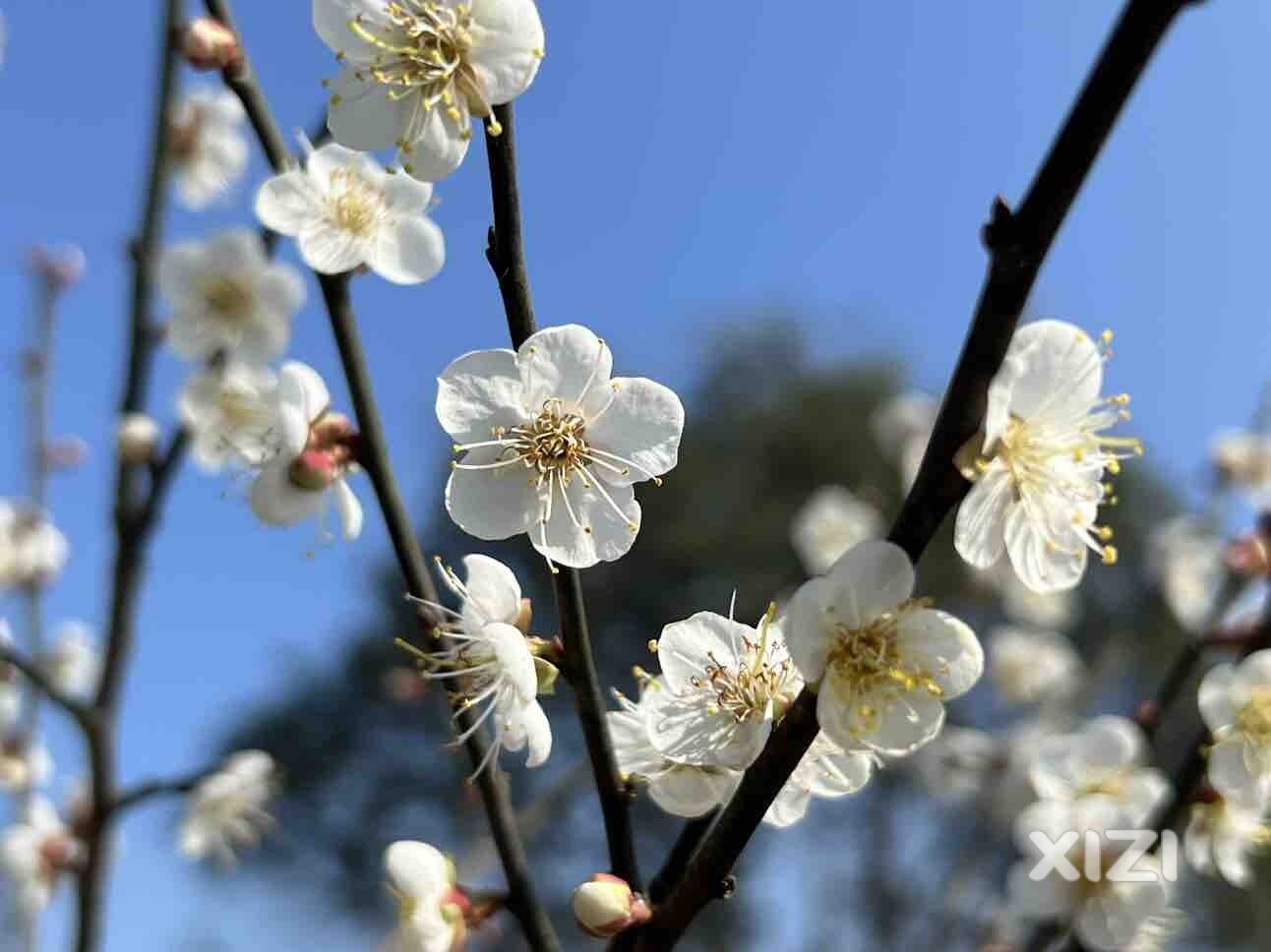 梅花盛放