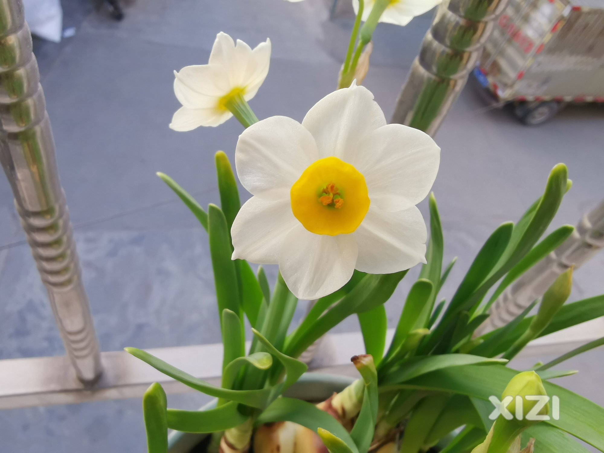 花开了就好，哪天看不