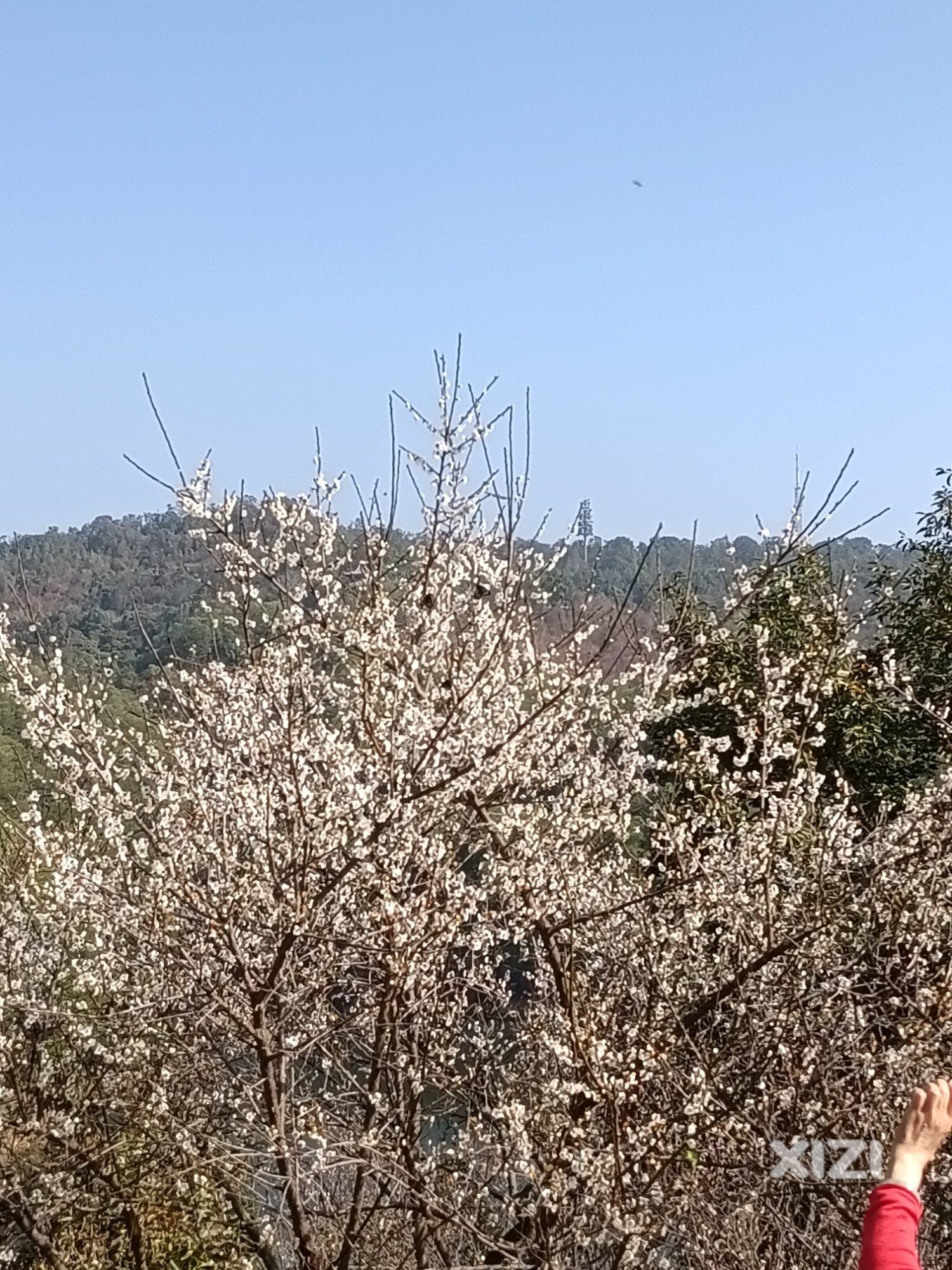 红花湖的梅花盛开啦