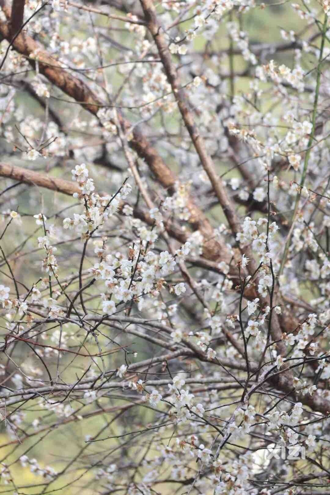 梁化梅园梅花盛开啦