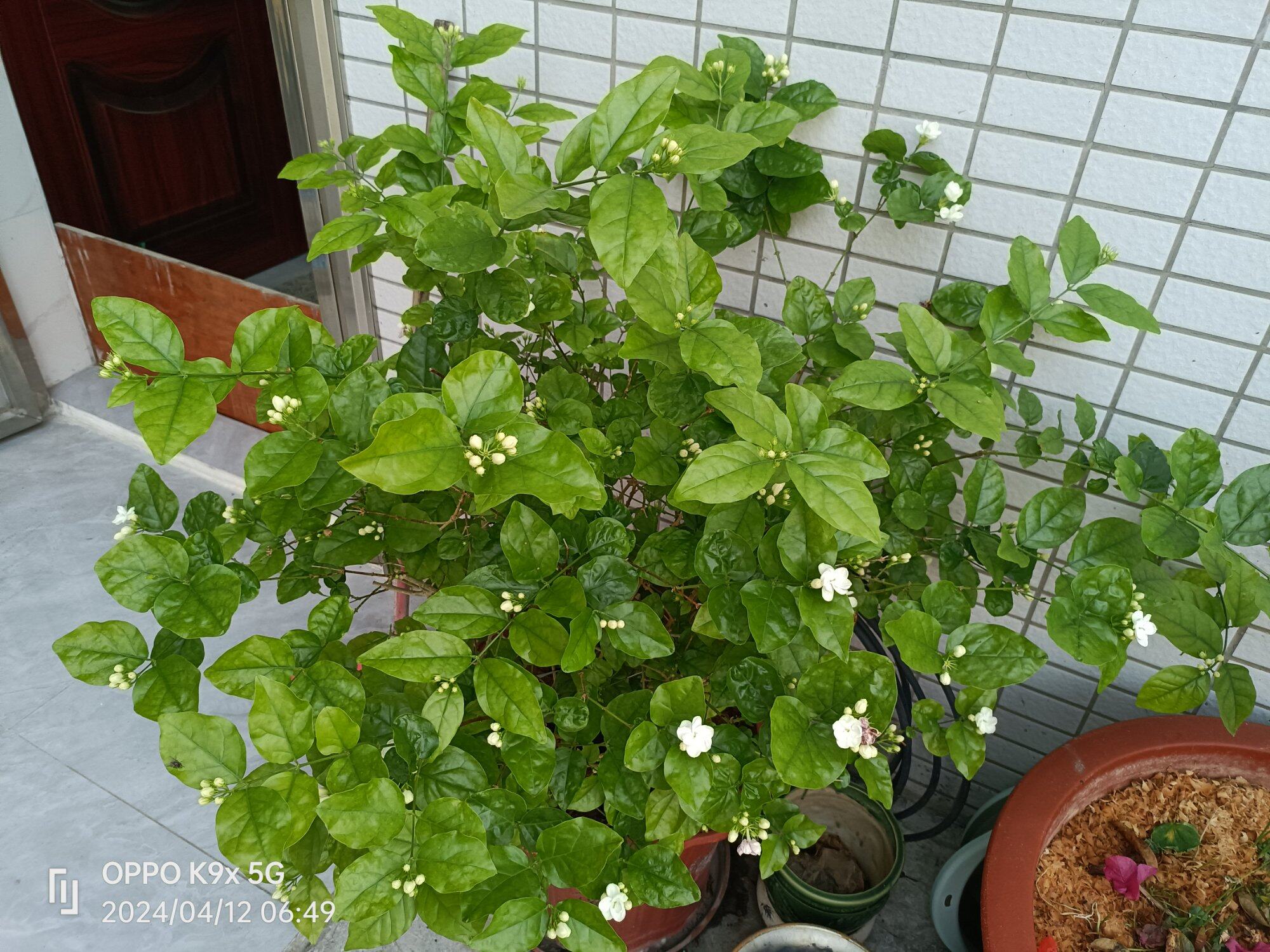 种菜