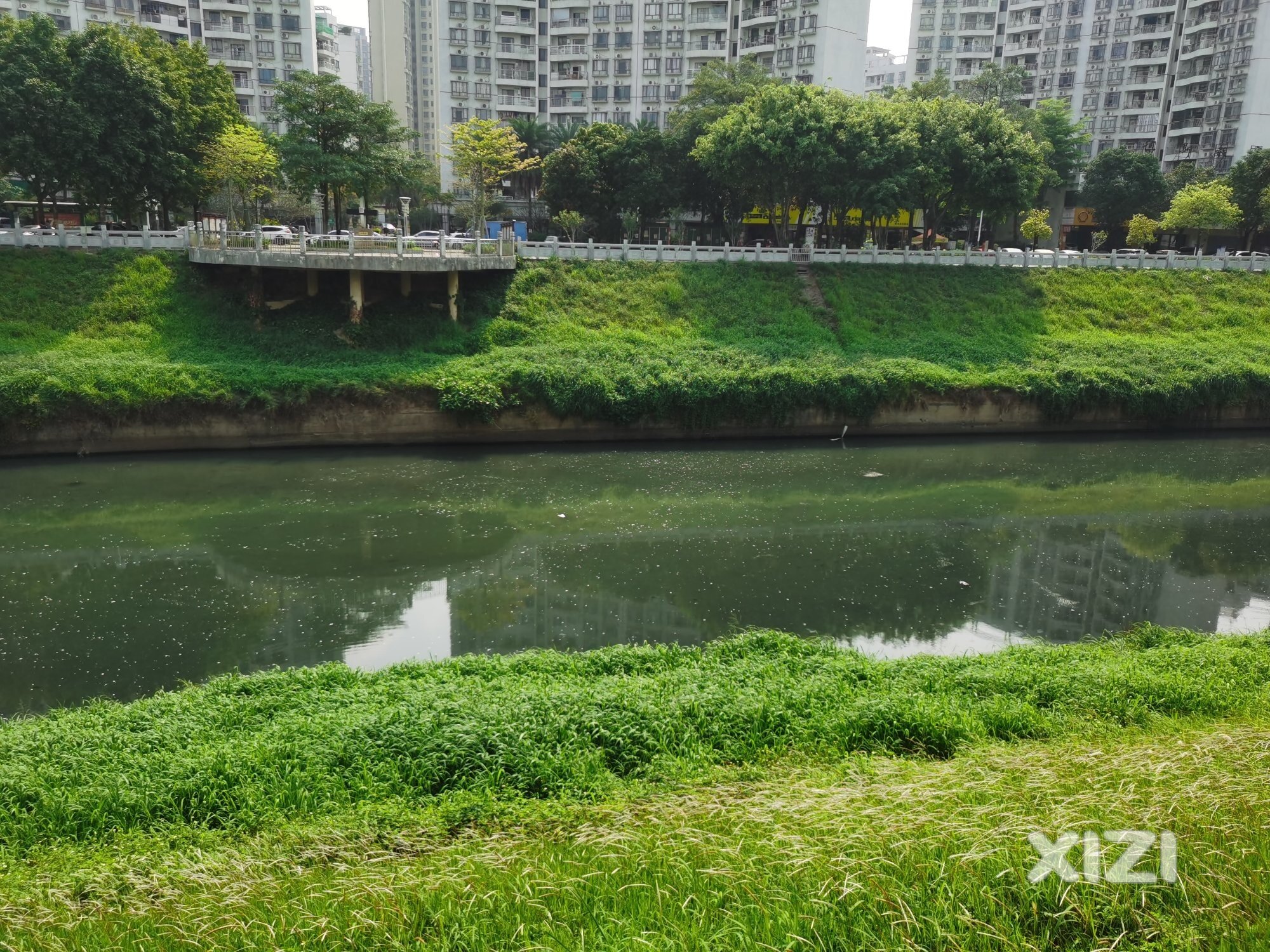 淡澳河水体恶化